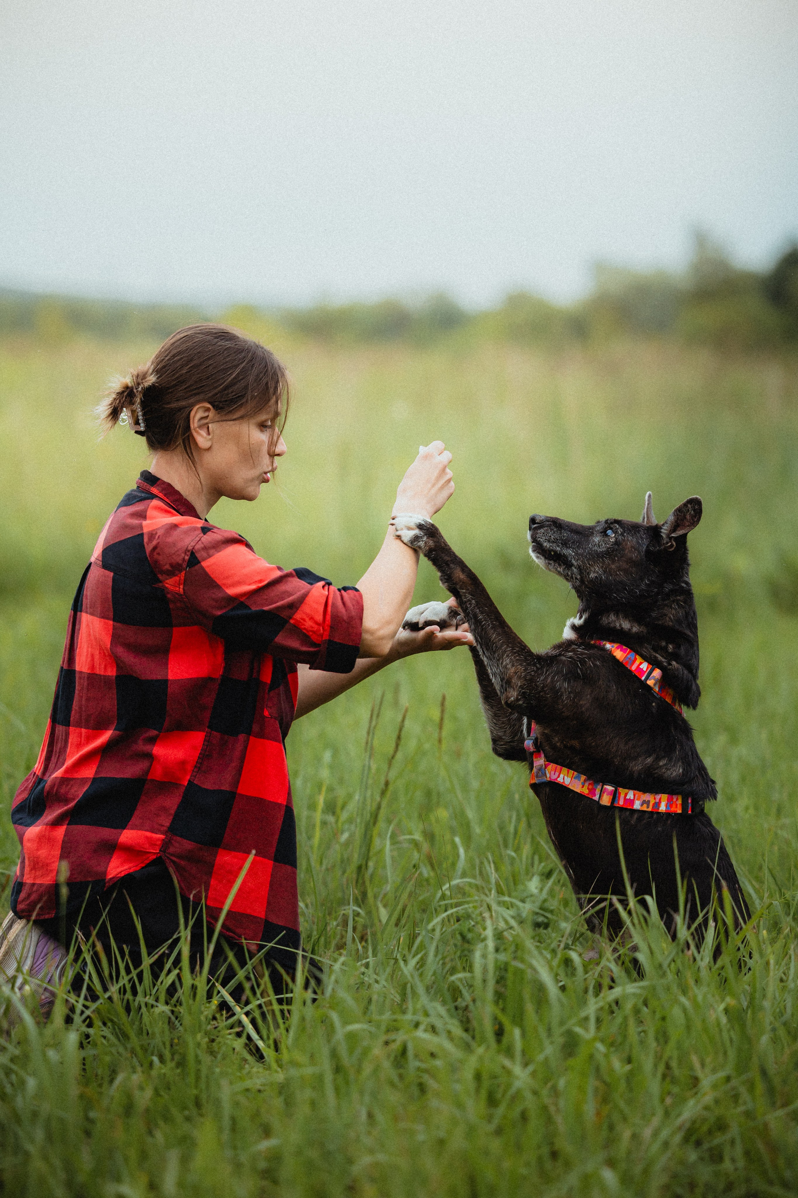 Выездной дог-тренинг от школы «Шерсть имею»