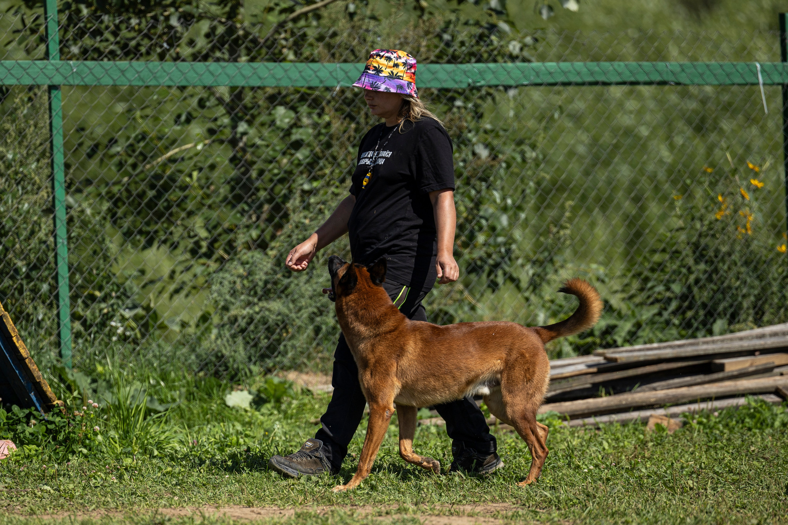 Соревнования по Мондьорингу г. Вологда 10-11.08.2024. Фотограф-анималист Анна Маринич