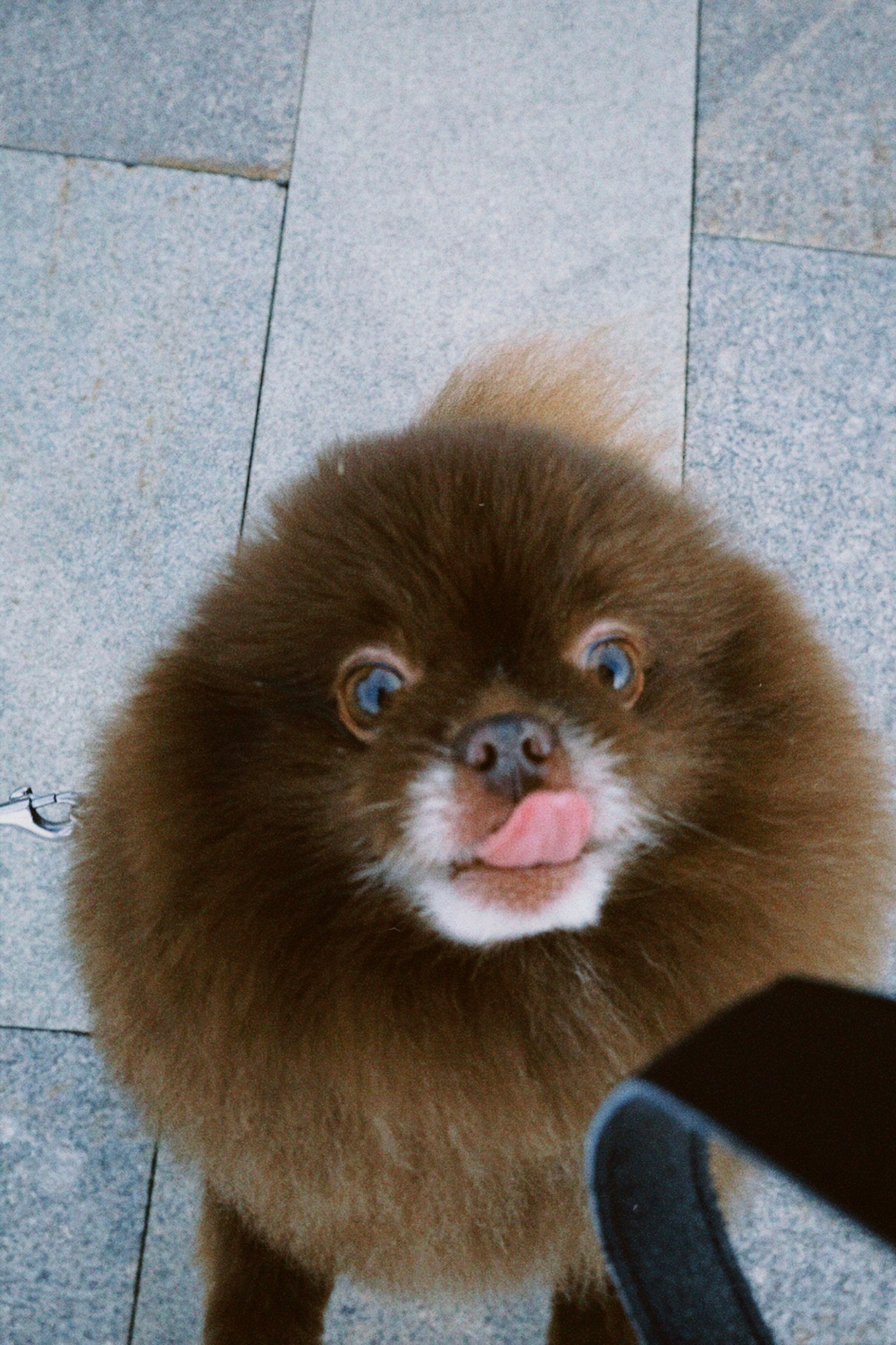 Питомцы. Татьян гертье