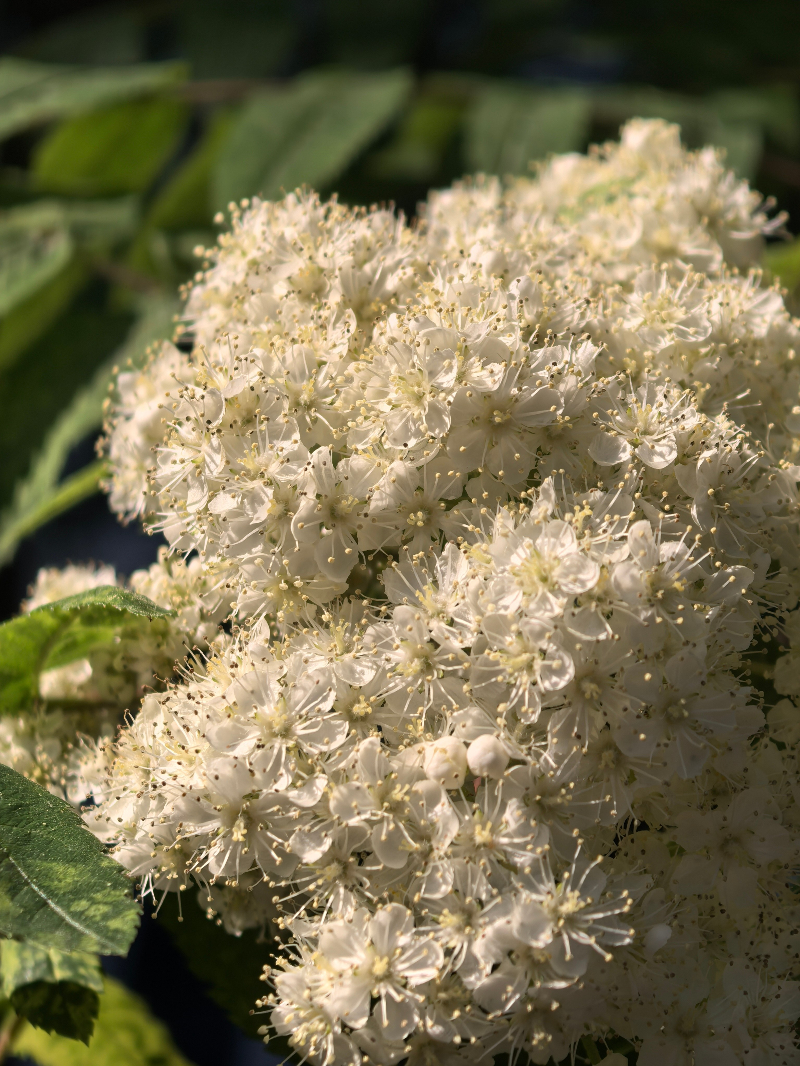 ПочтиМАКРО. Школьные выпускные альбомы в Москве Марина Николаева