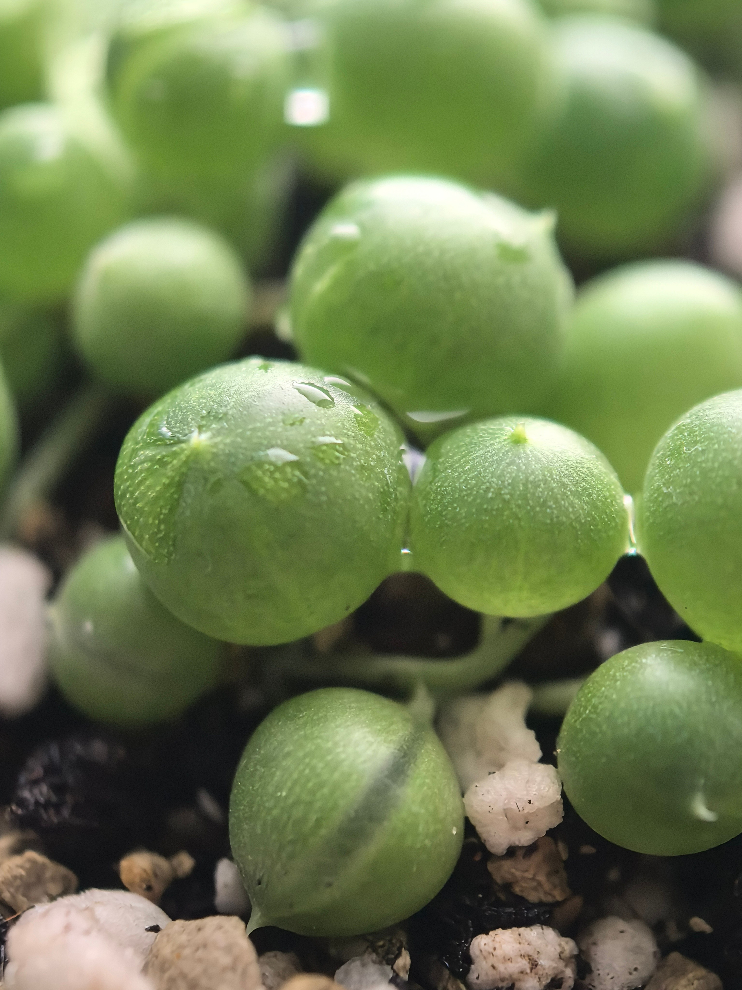 ПочтиМАКРО. Школьные выпускные альбомы в Москве Марина Николаева