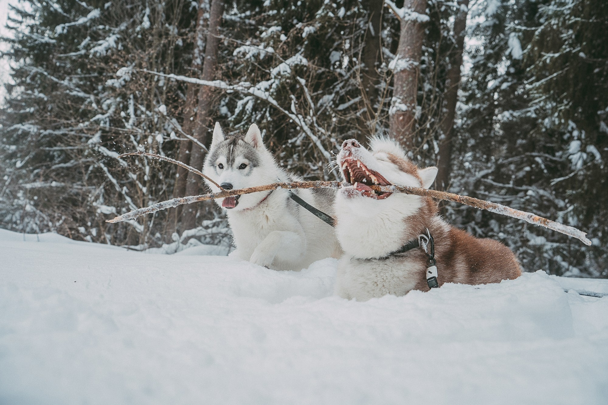Полина, Уго и Пышка. Фотограф анималист в Москве и Санкт-Петербурге Свиридова Анна