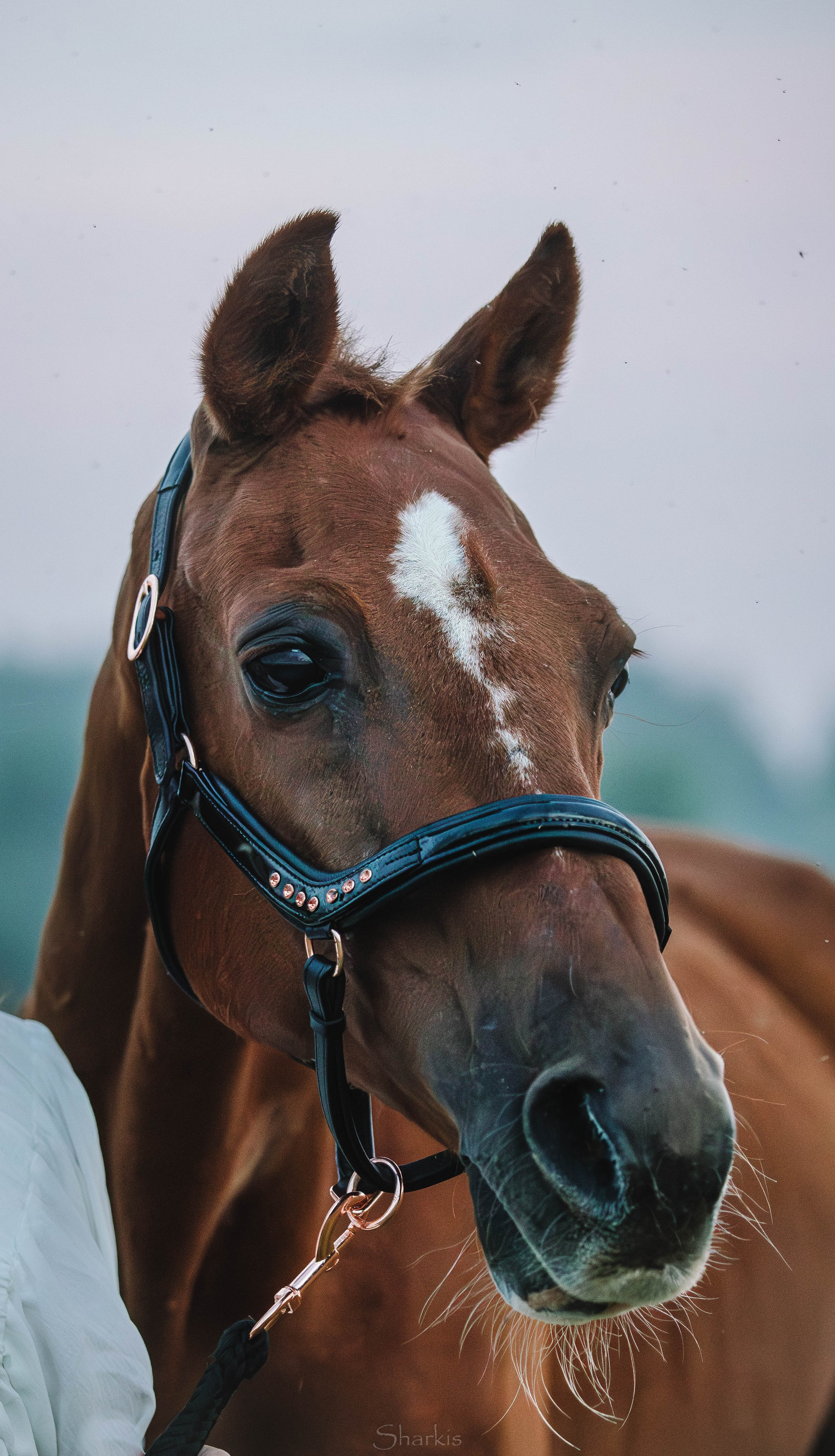 Аня и Гас. Главная