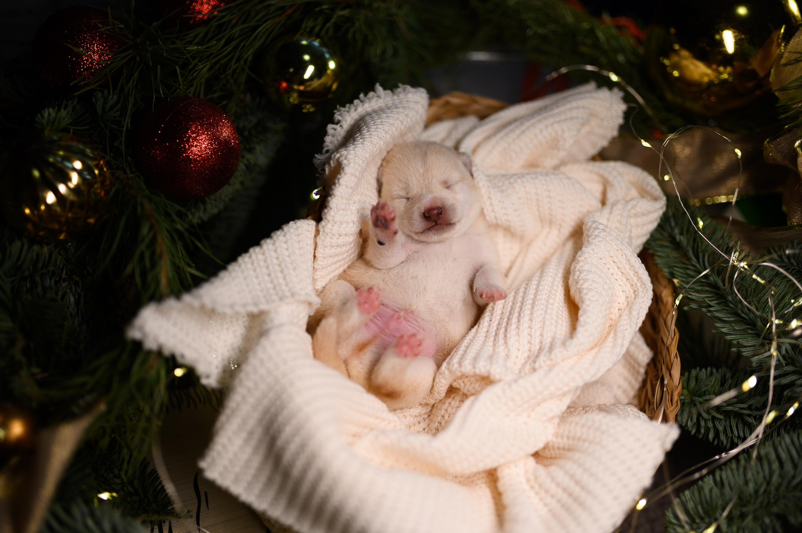 Мамесиба. Фотограф анималист в Москве Ольга Агушева