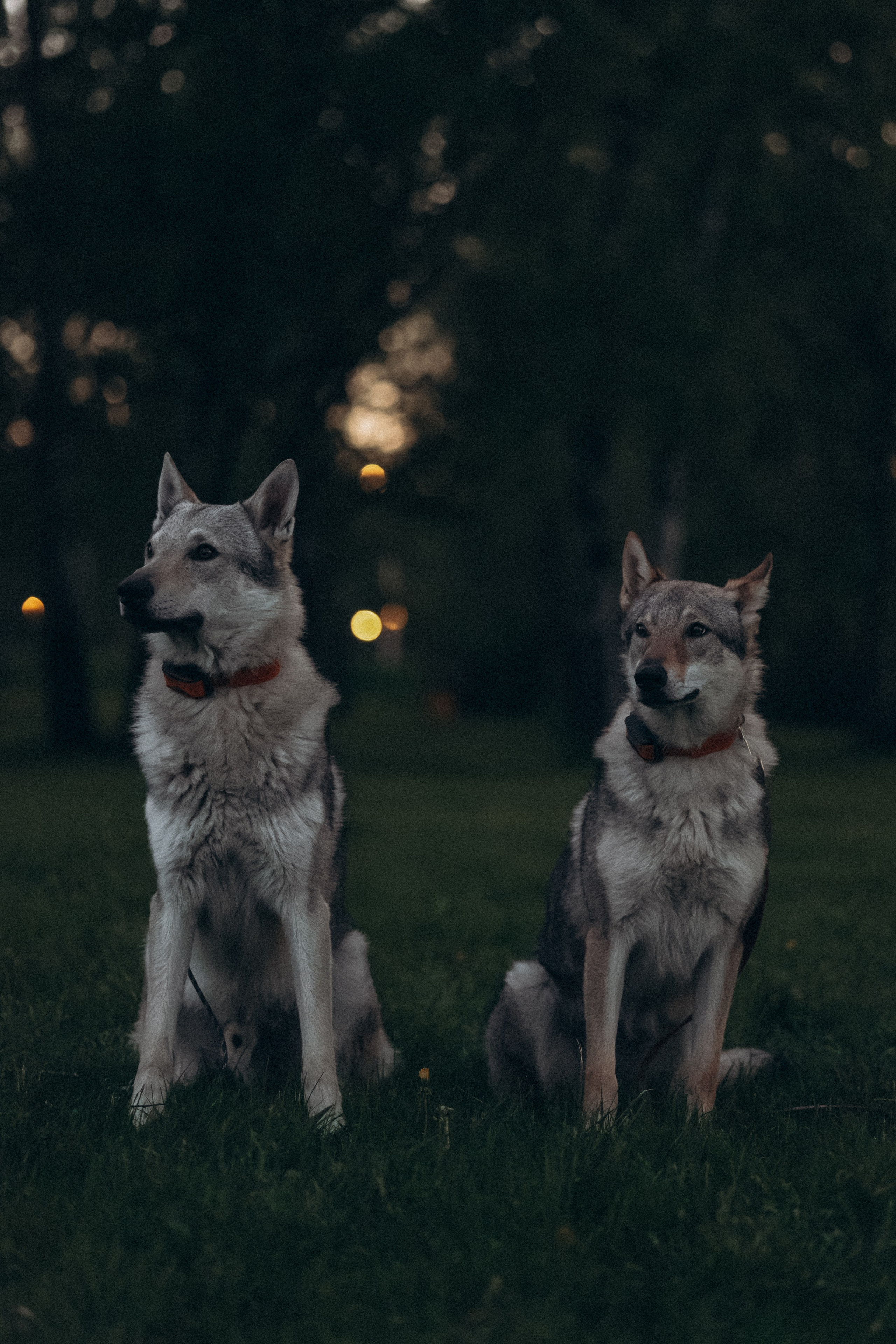 Аня и ее семья. Фотораф — анималист Мария Шистка
