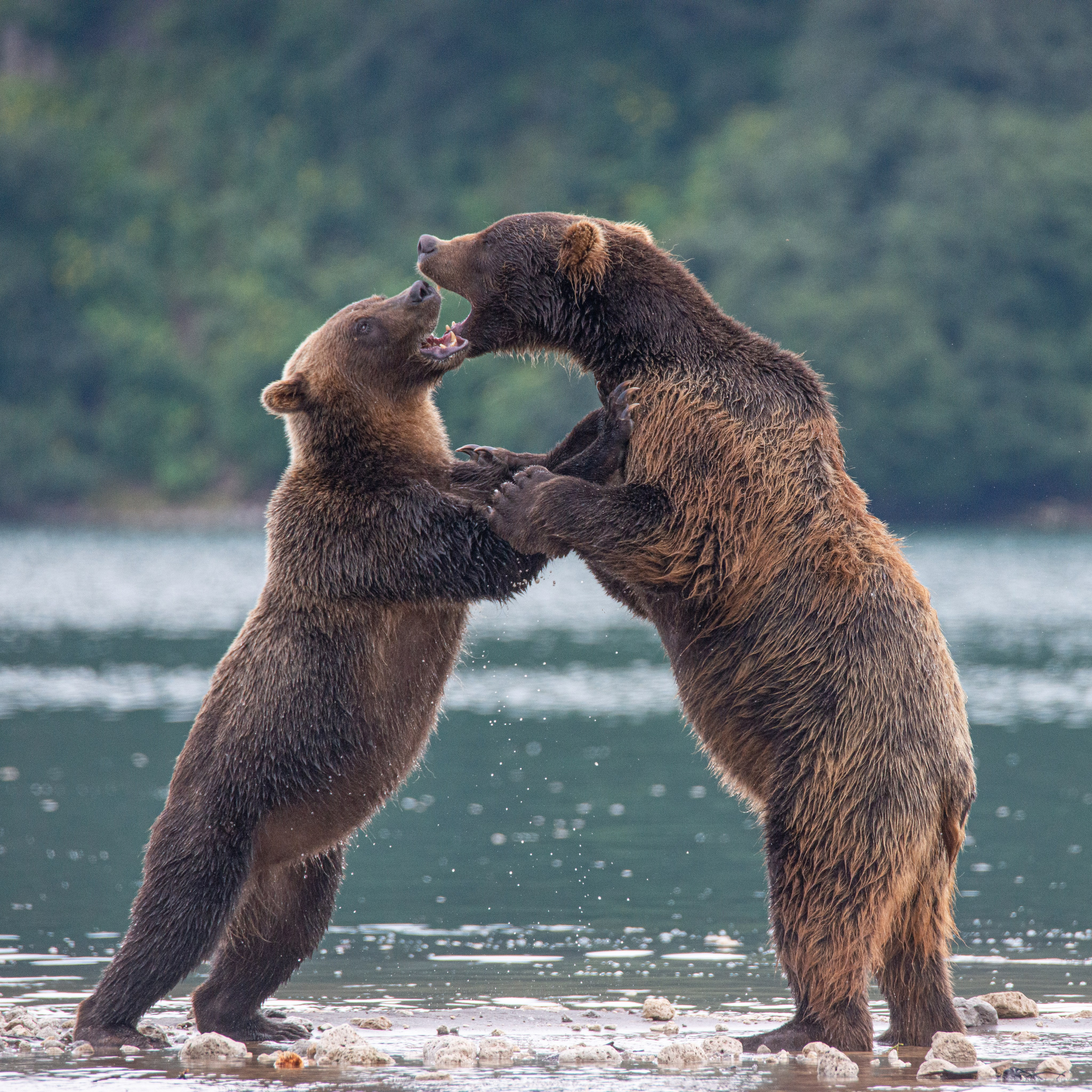 Камчатка — земля медведей. Игорь Иванко — Репортажный и событийный фотограф. Москва