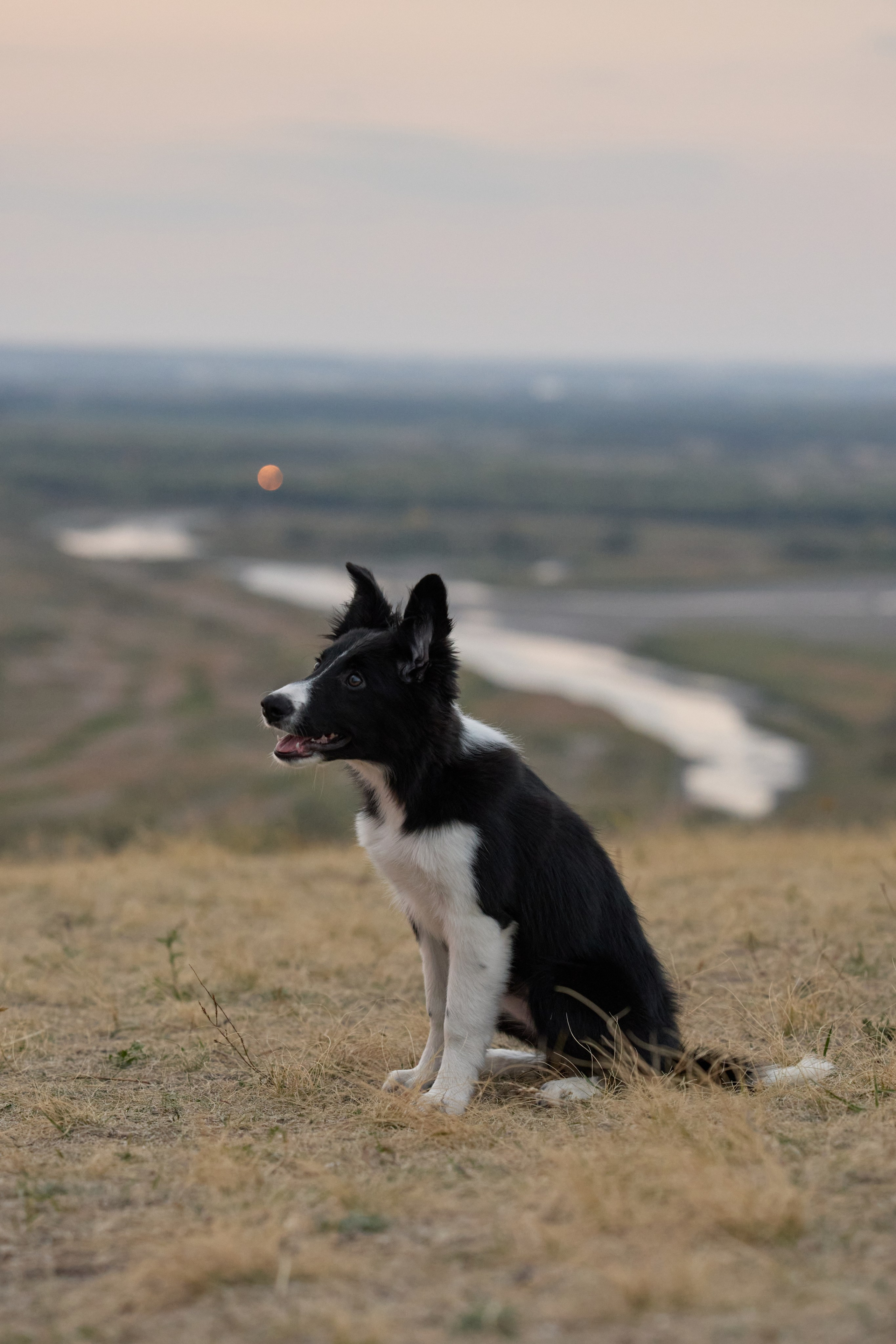 Аделя и ее хвостики. Фотограф анималист в Казани Алина Сулейманова. Фотограф животных