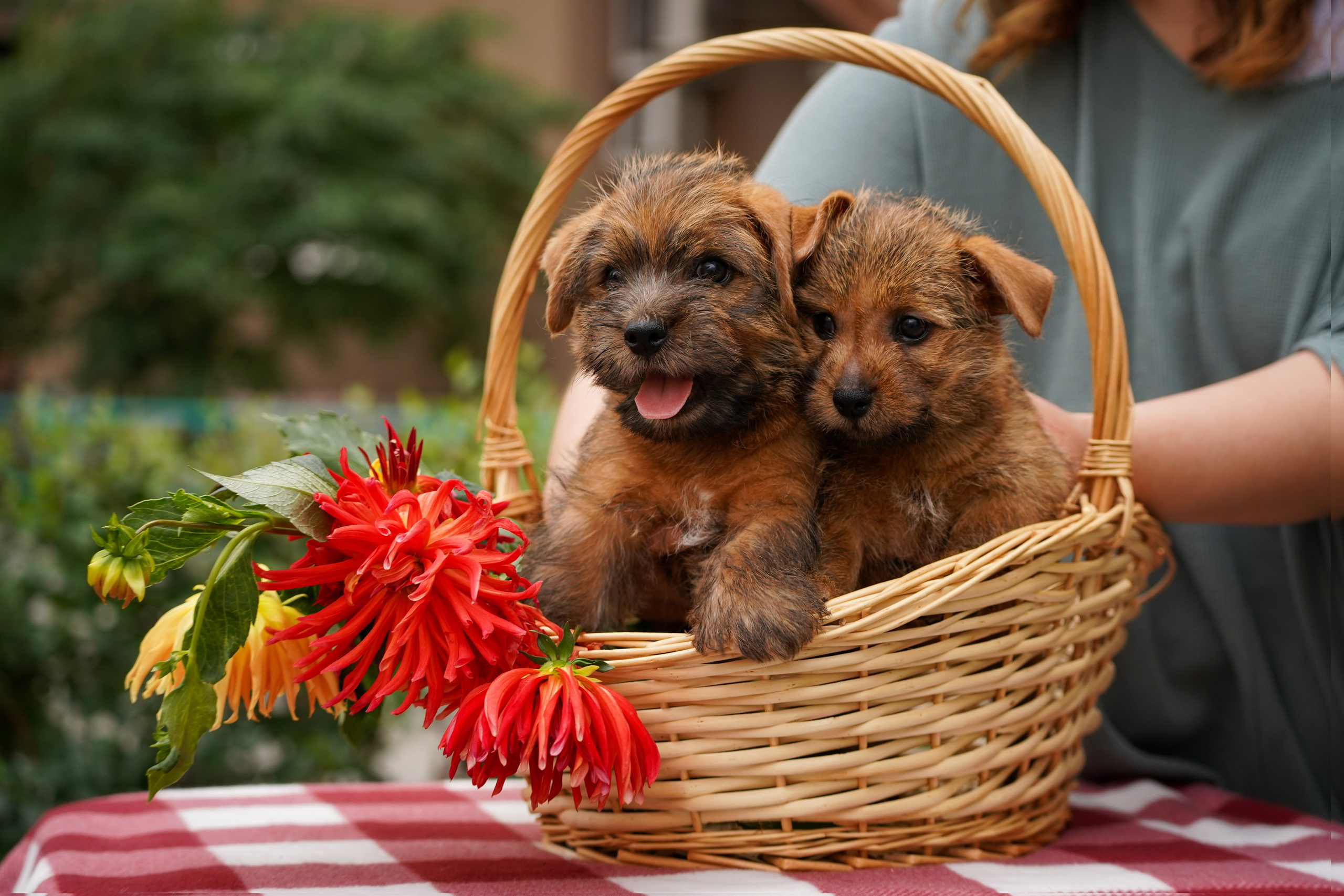 Норфолк-терьер. Фотограф-анималист Анастасия Большакова