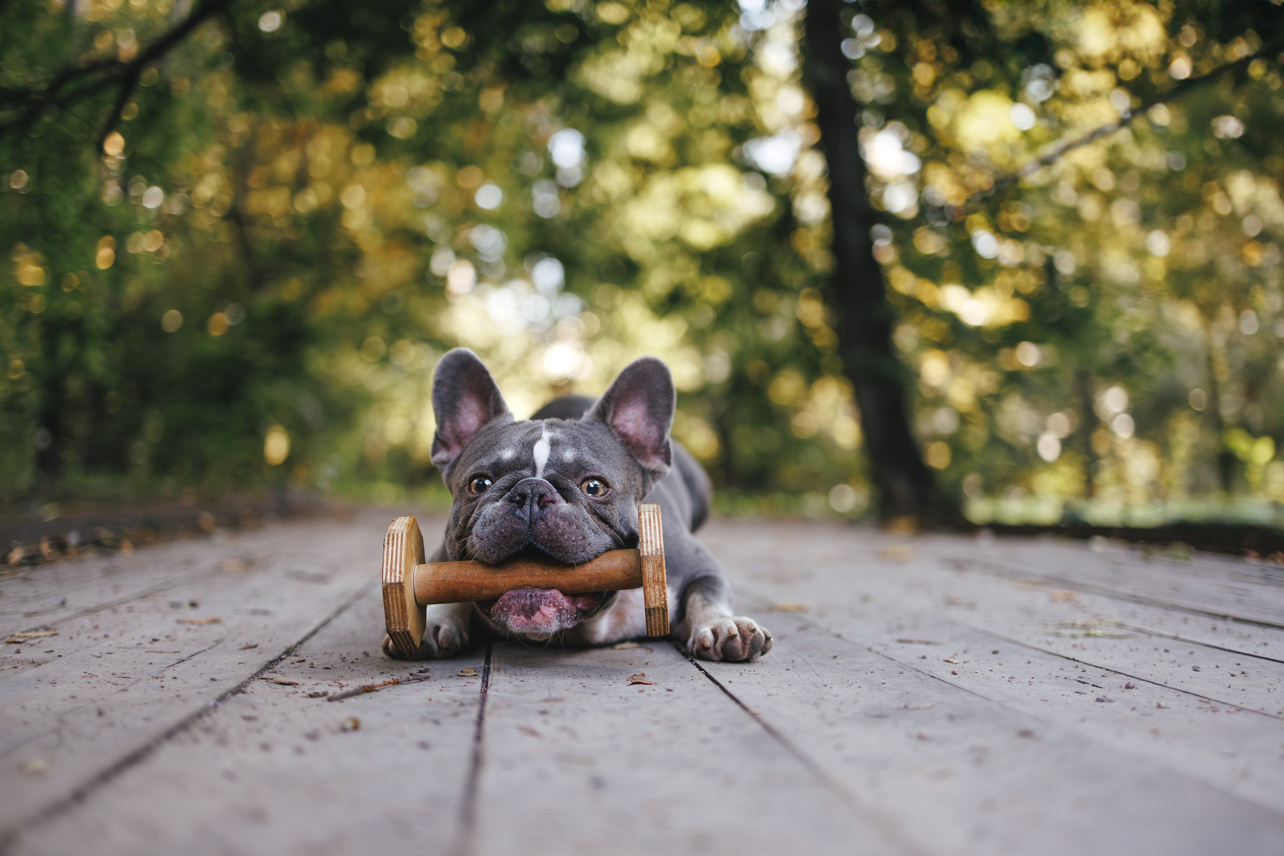Французский Бульдог в Воронцовском парке (в обработке). Фотограф Анималист в Москве Анастасия Жучкова
