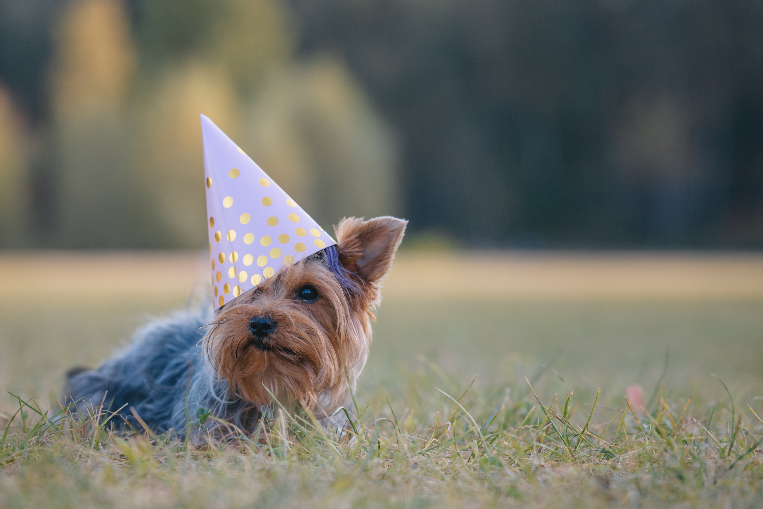День Рождение. Фотограф Анималист в Москве Анастасия Жучкова
