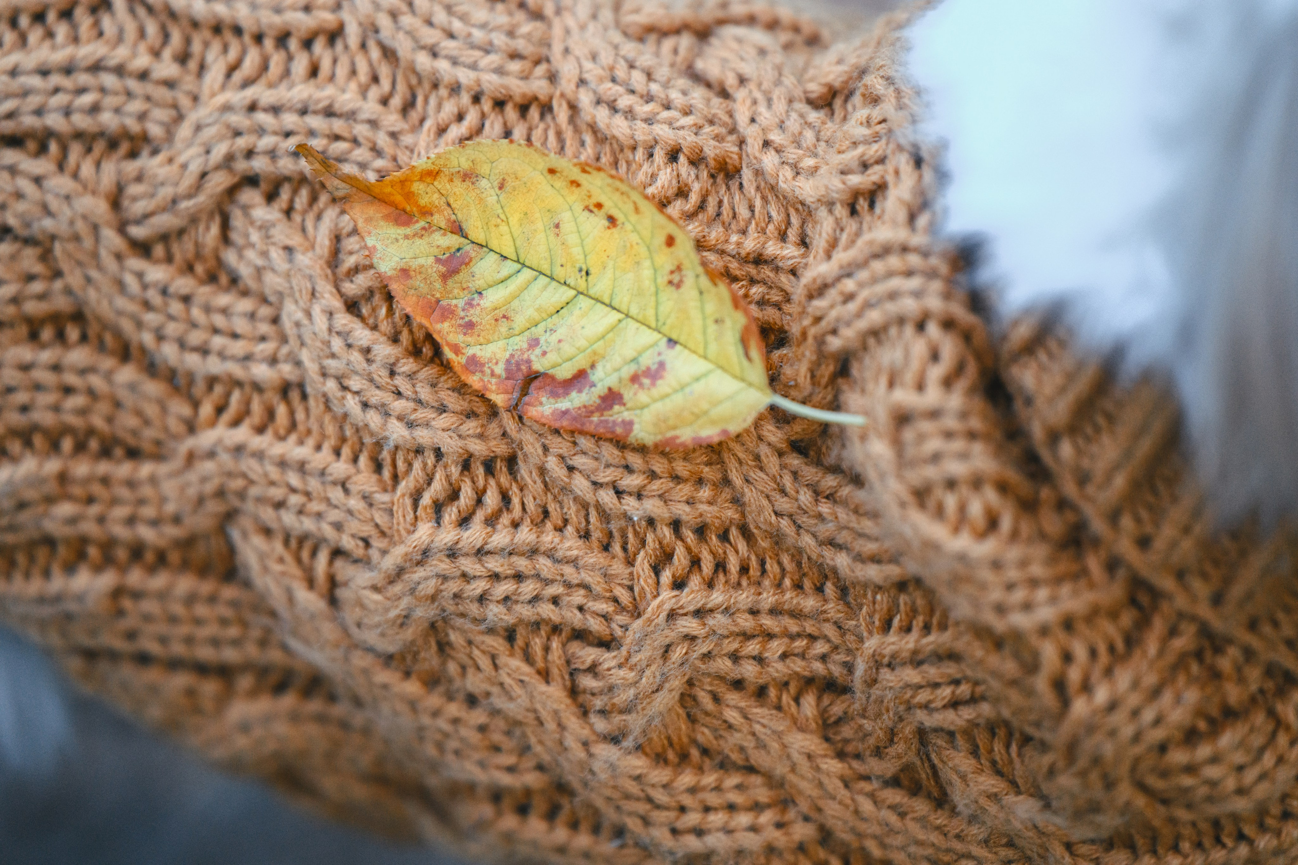 Ирина и Винни. Фотограф Анималист в Москве Анастасия Жучкова