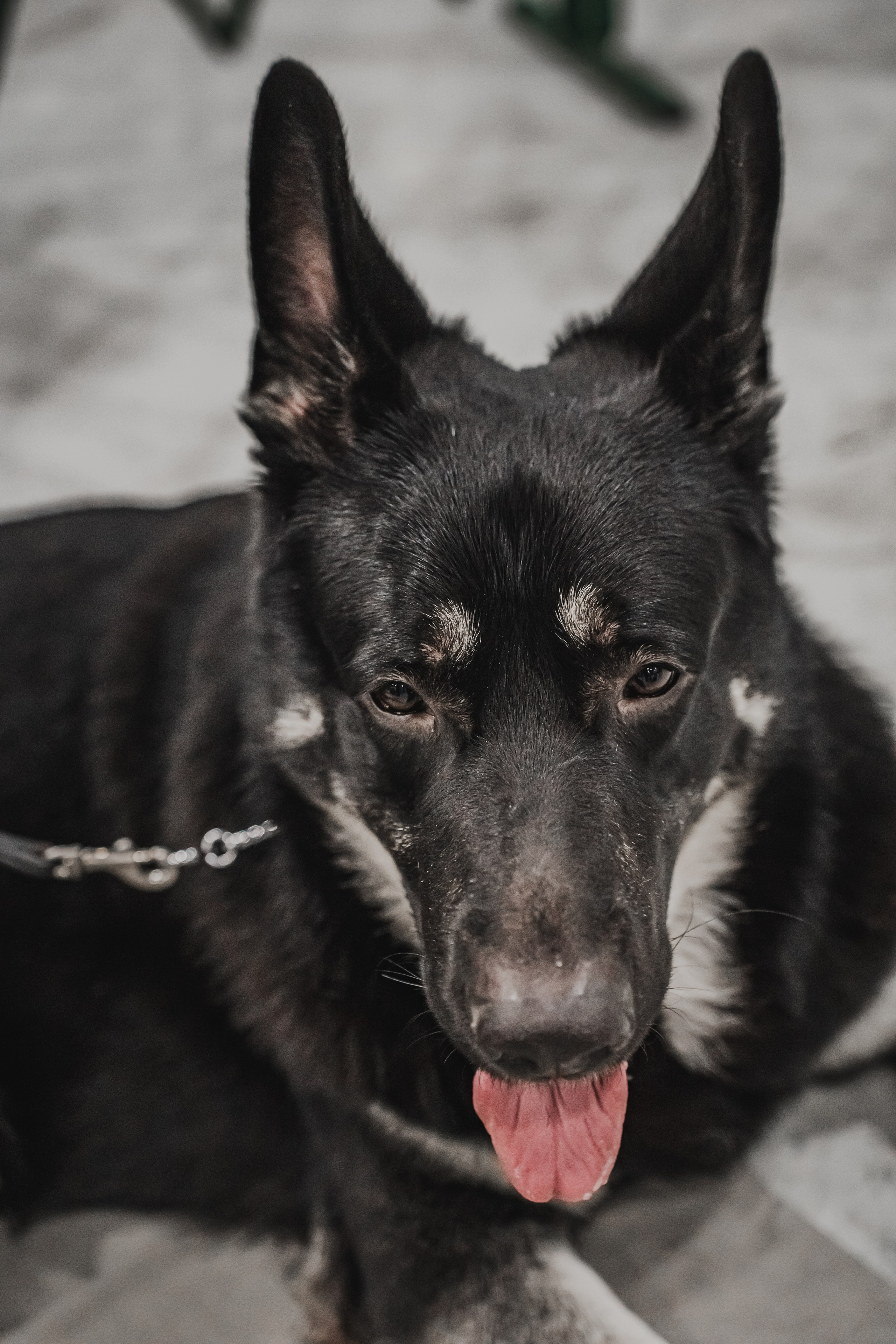 Международная выставка собак всех пород. Репортажный фотограф Анастасия Рубцова