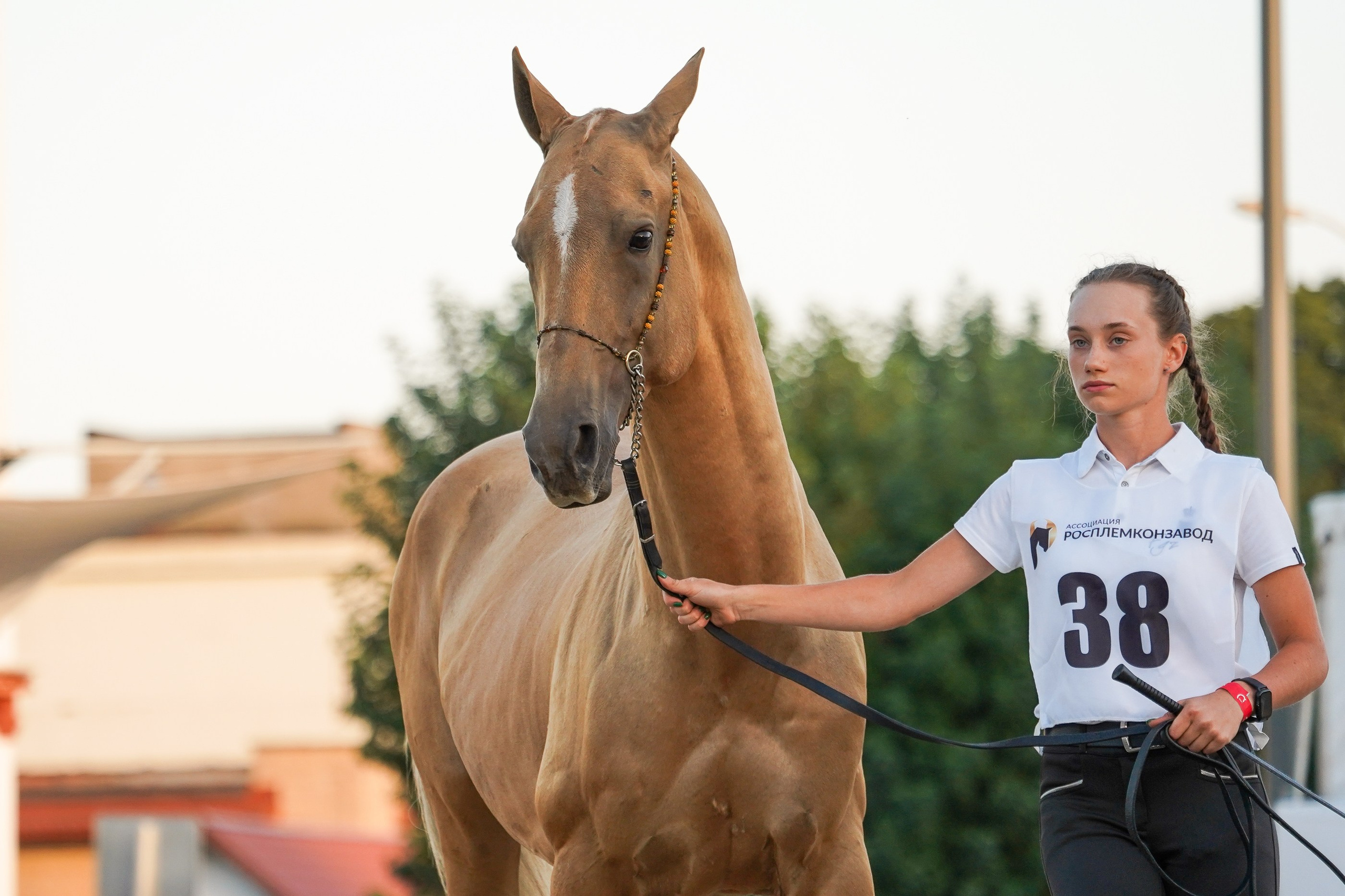 Чемпионат лошадей чистокровной ахалтекинской породы «КУБОК РОССИИ — 2024». Фотограф-анималист, портретный фотограф в Чебоксарах Мария Садыкова