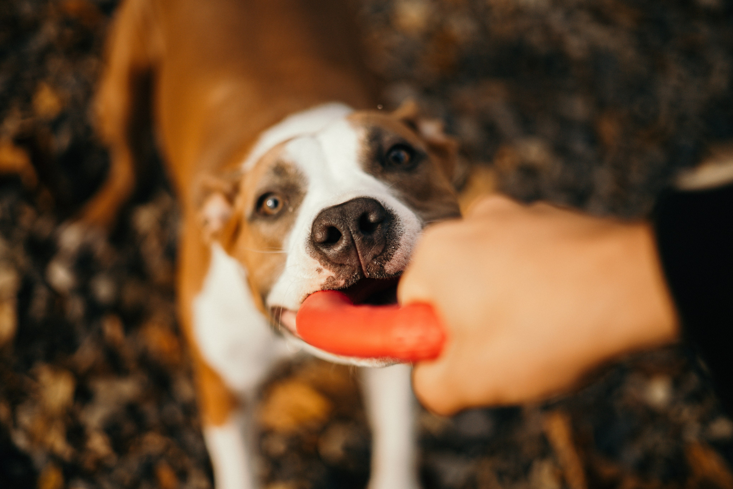 Лаффи и ее семья. Фотограф — анималист Владивосток, Алина