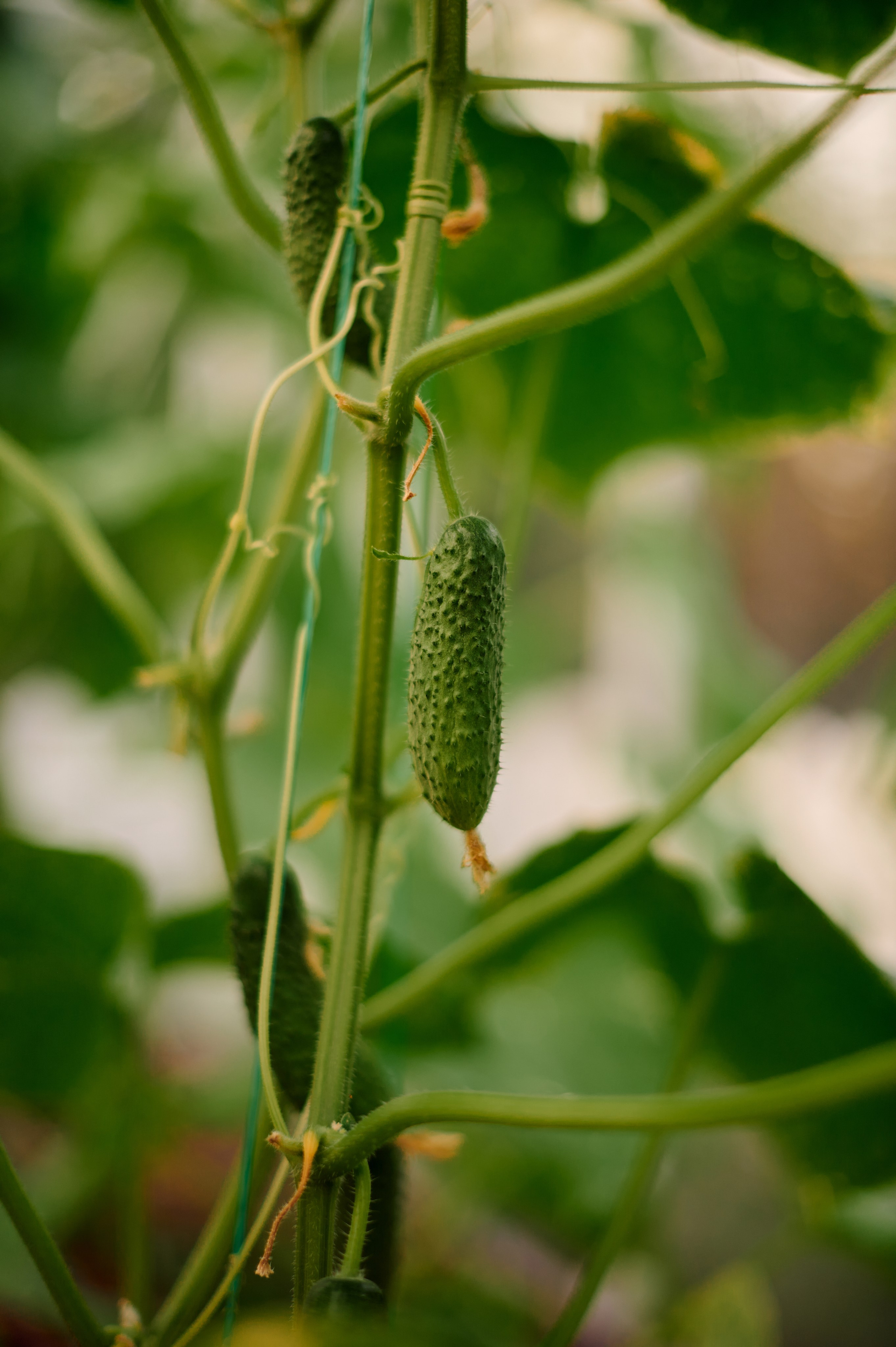 ОГУРЦЫ, ТЕПЛИЦА, САД :). Свадебный и семейный фотограф РИТА БОЧКАРЁВА
