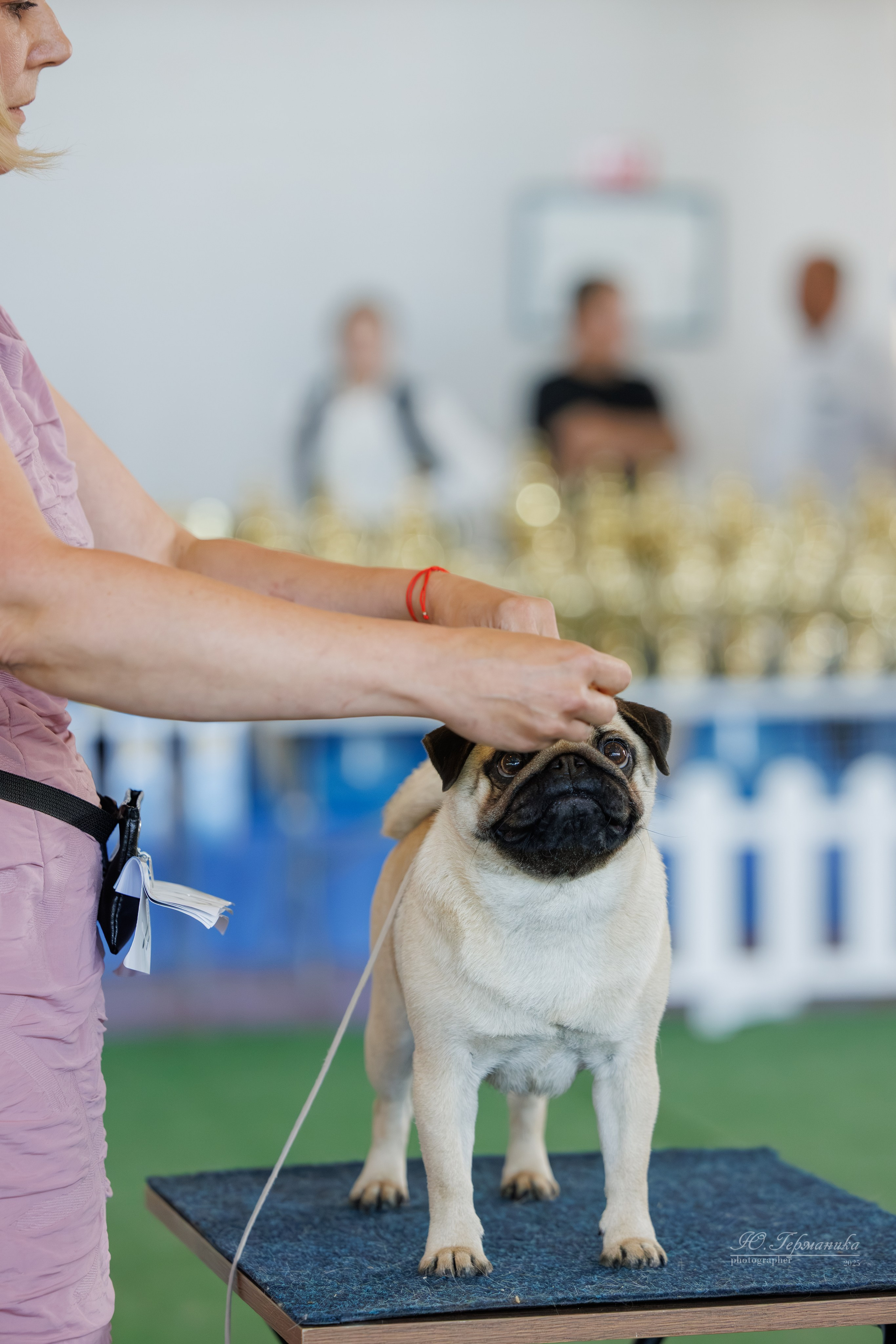 Батуми 3хCACIB 27-29.06.2025. Фотограф-анималист Юлия Германика