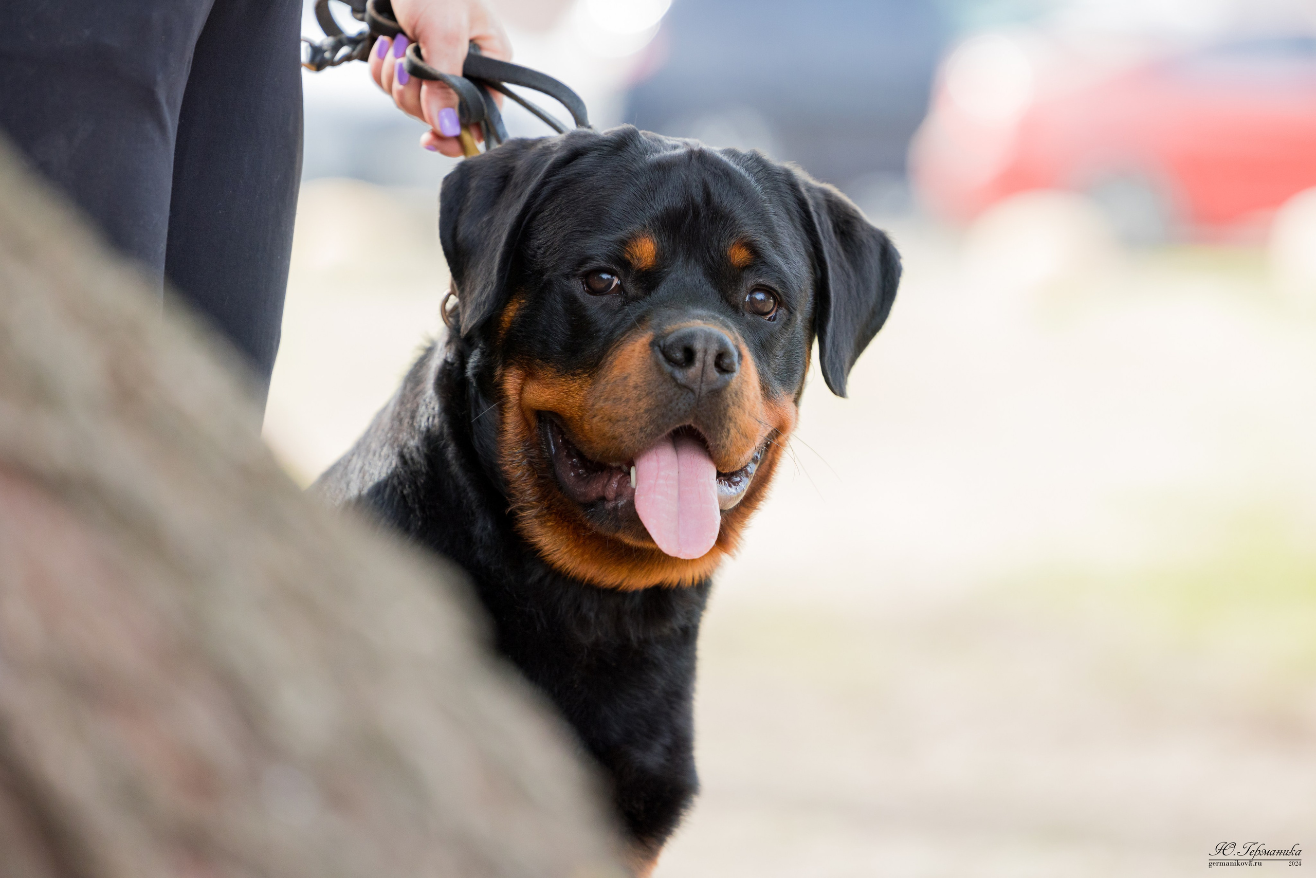 Саратов 2 х моно ротвейлеров 28-29.04.2024. Фотограф-анималист Юлия Германика