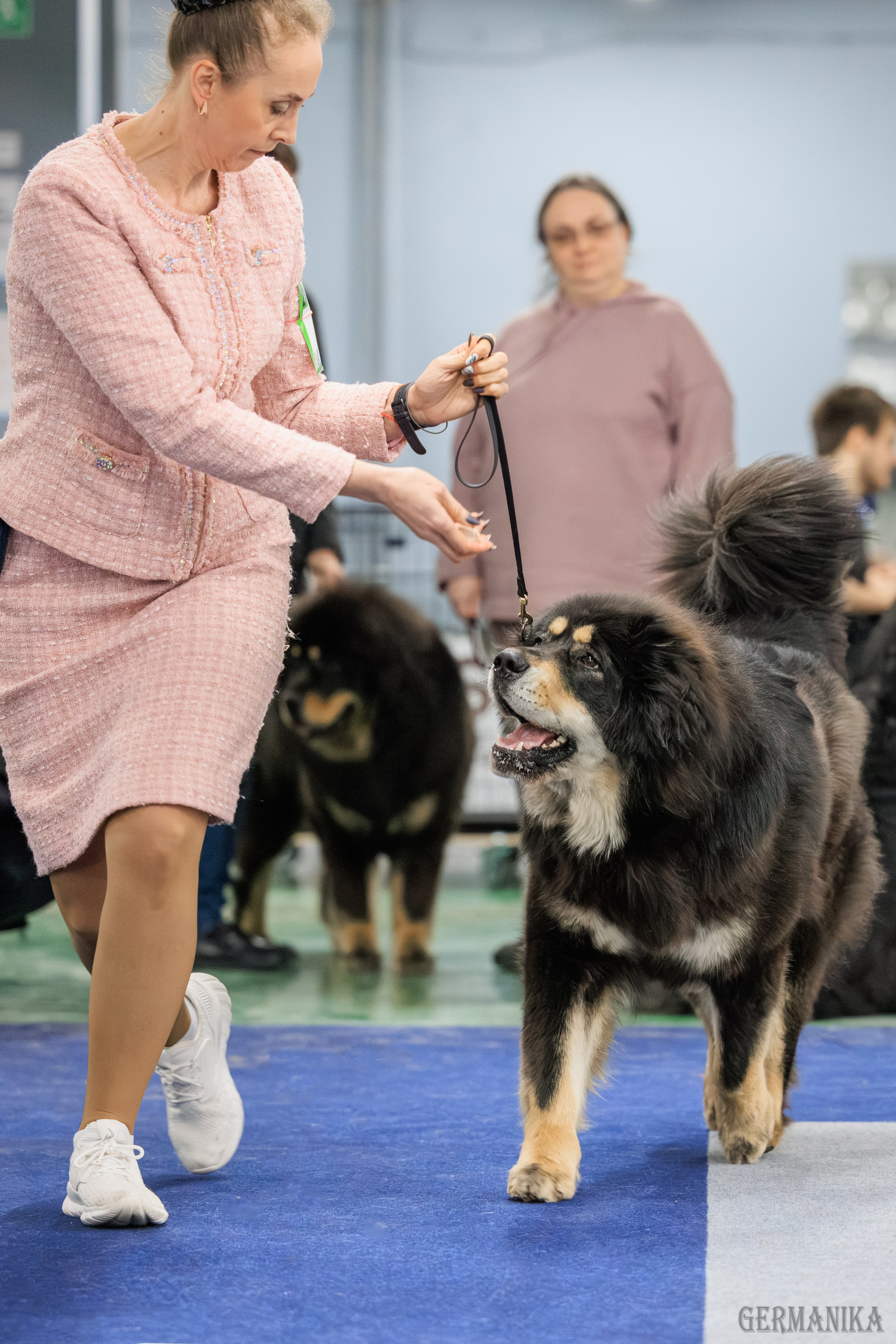 Сфера 08 и 10.03.2024 2хмоно ротвейлеров+2хмоно сао. Фотограф-анималист Юлия Германика