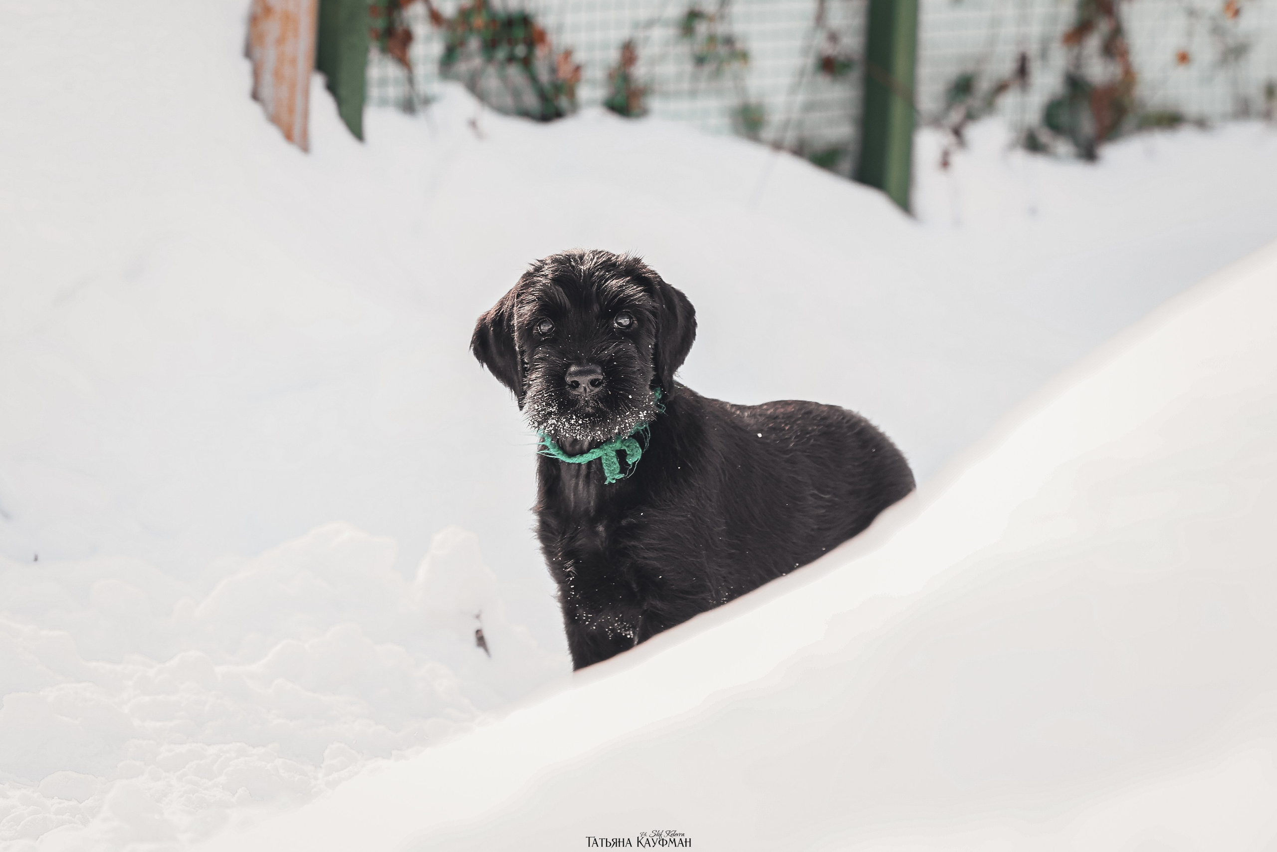 Ризеншнауцер, щенки ризеншнауцера, купить ризеншнауцера, купить щенка, ризеншнауцер Новосибирск, фотосъемка щенков, фотосессия собак, заказать фотосессию, фотографии щенков, сфотографировать щенка, фотограф Анималист, фотограф собак Новосибирск, фотограф анималист Новосибирск