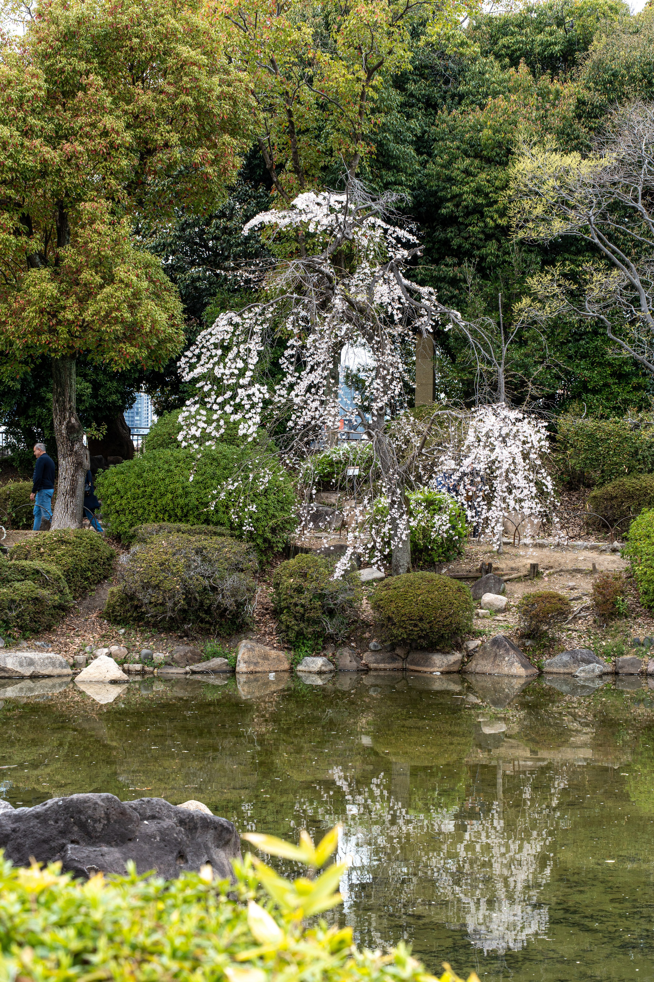 Япония, сакура. Творческие сьемки