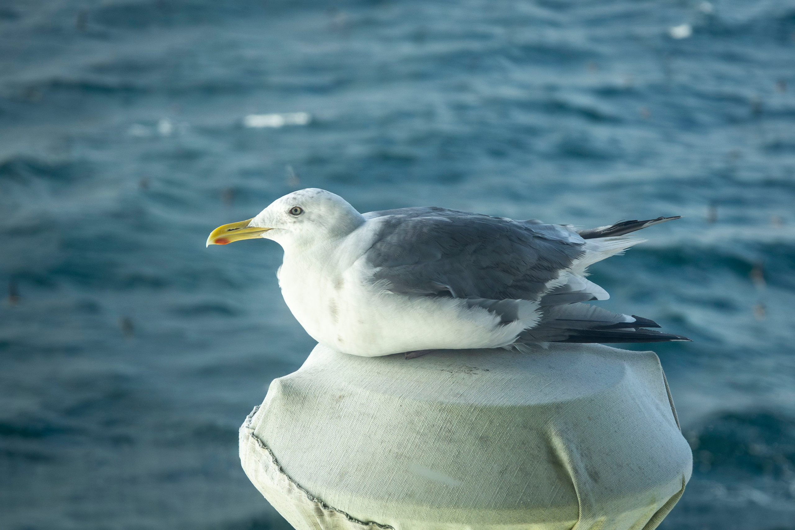Когда я в море. Часть 2. Фотограф г. Владивосток