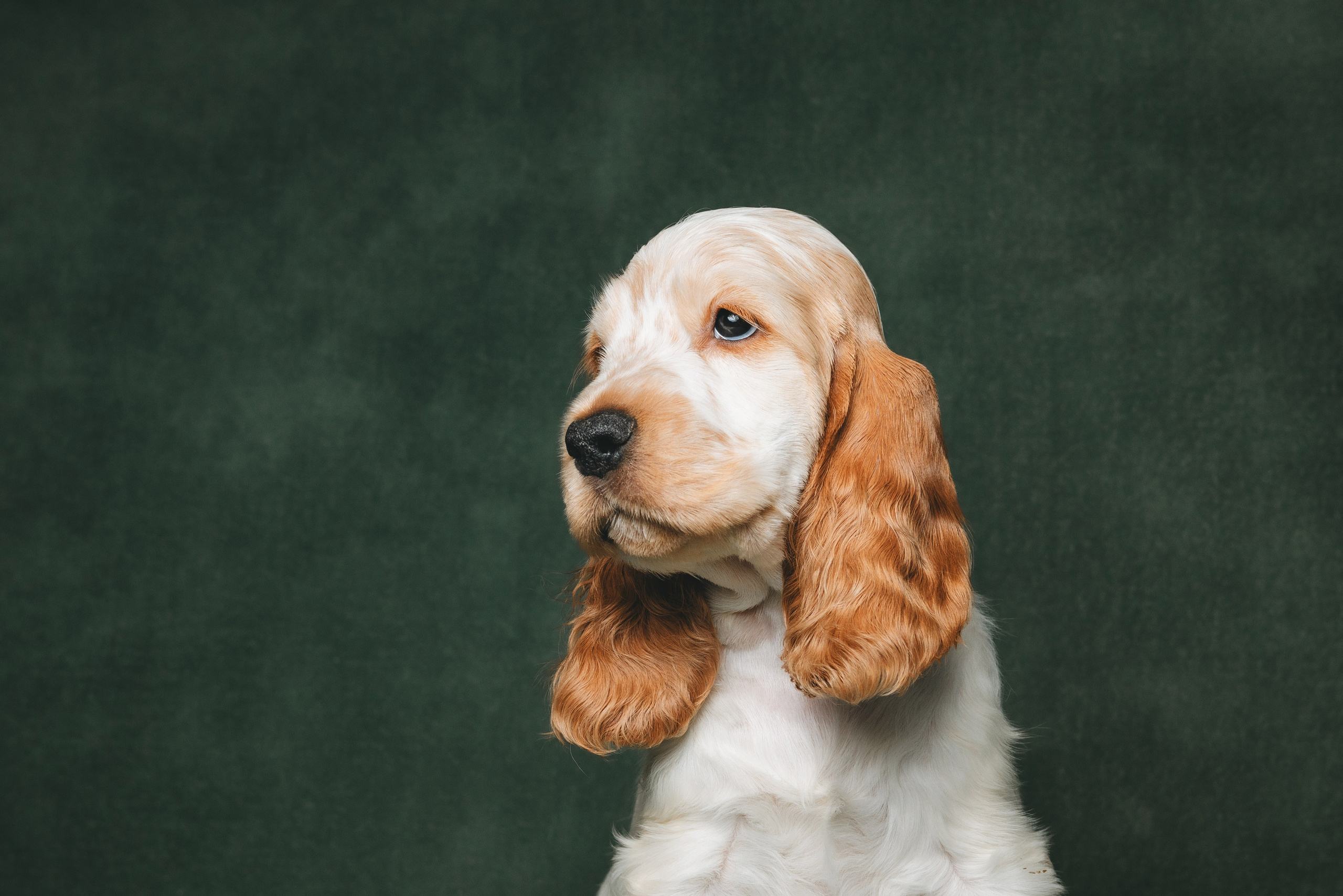 Английские коккер-спаниели. Фотограф анималист Осипчикова Мария