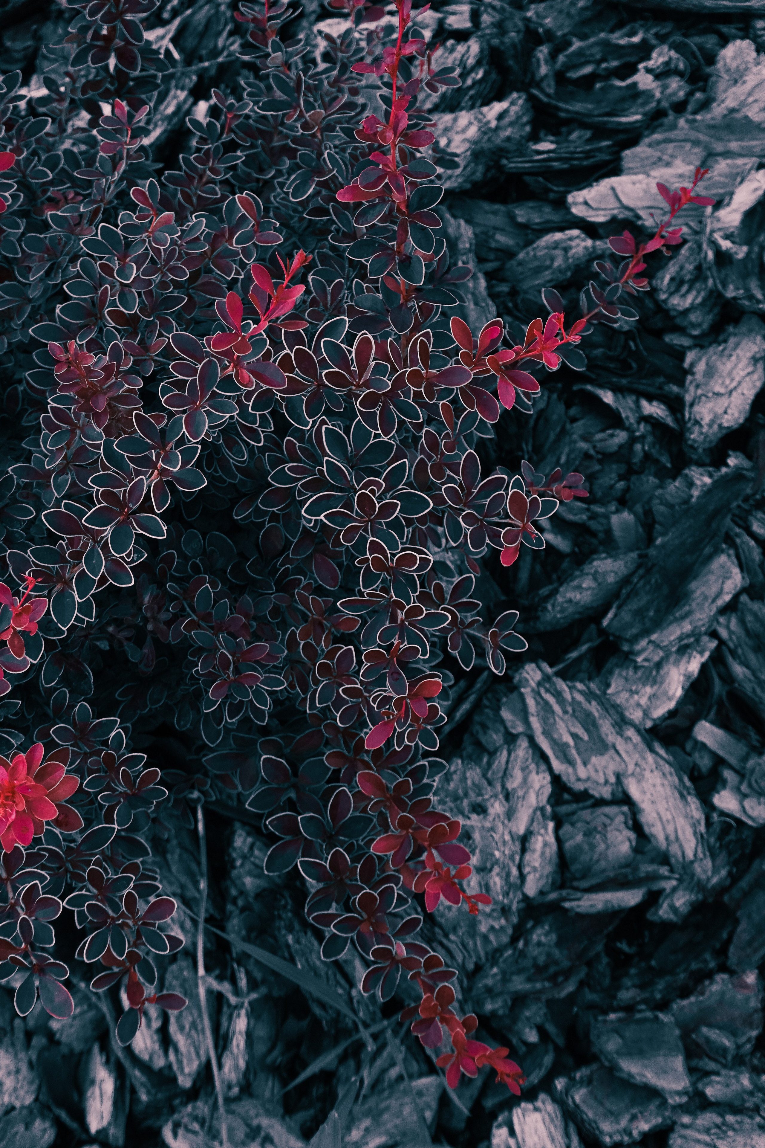 Дачные. Фотограф Алиса Аспер