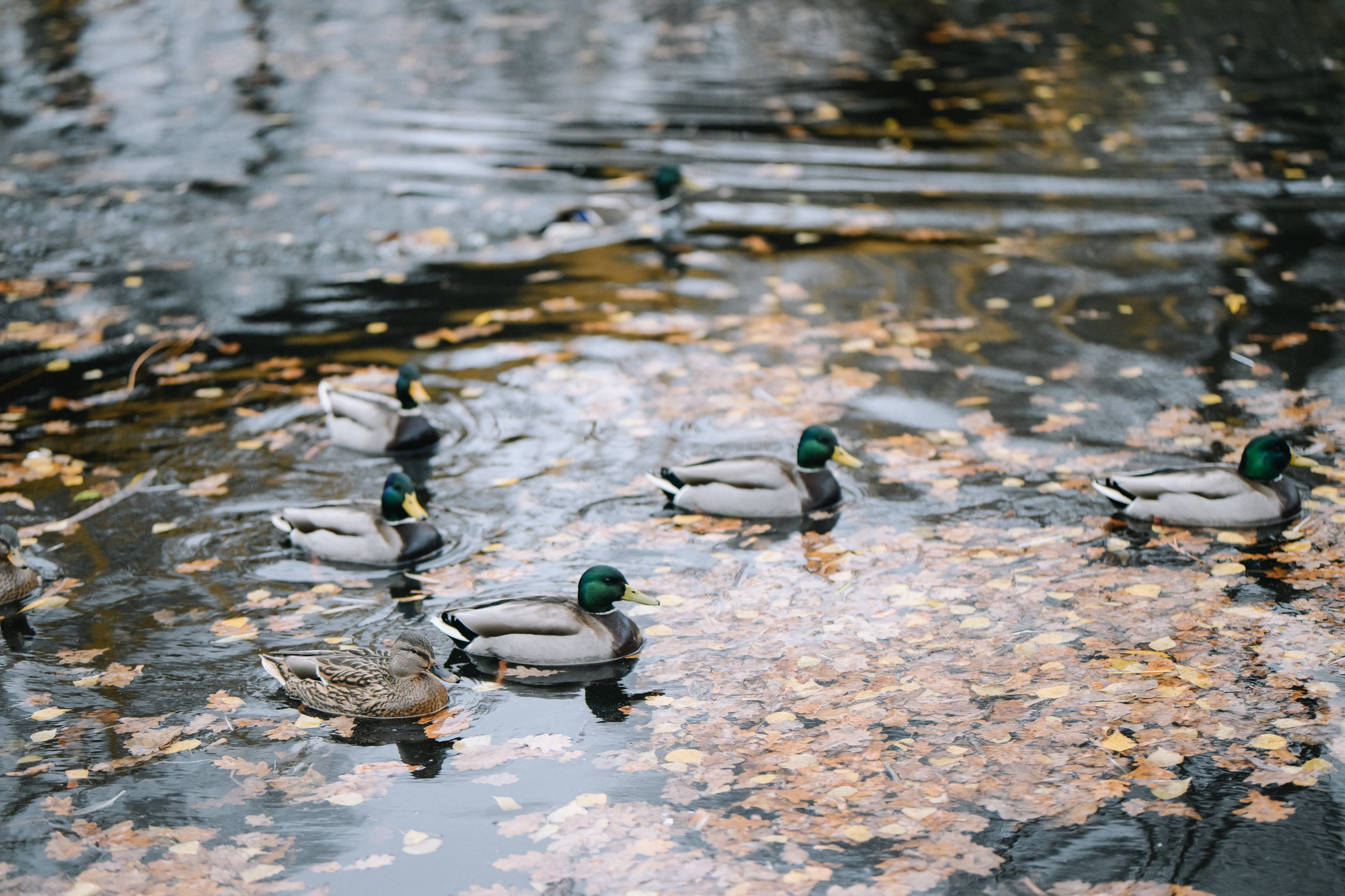 Осенняя прогулка Самара