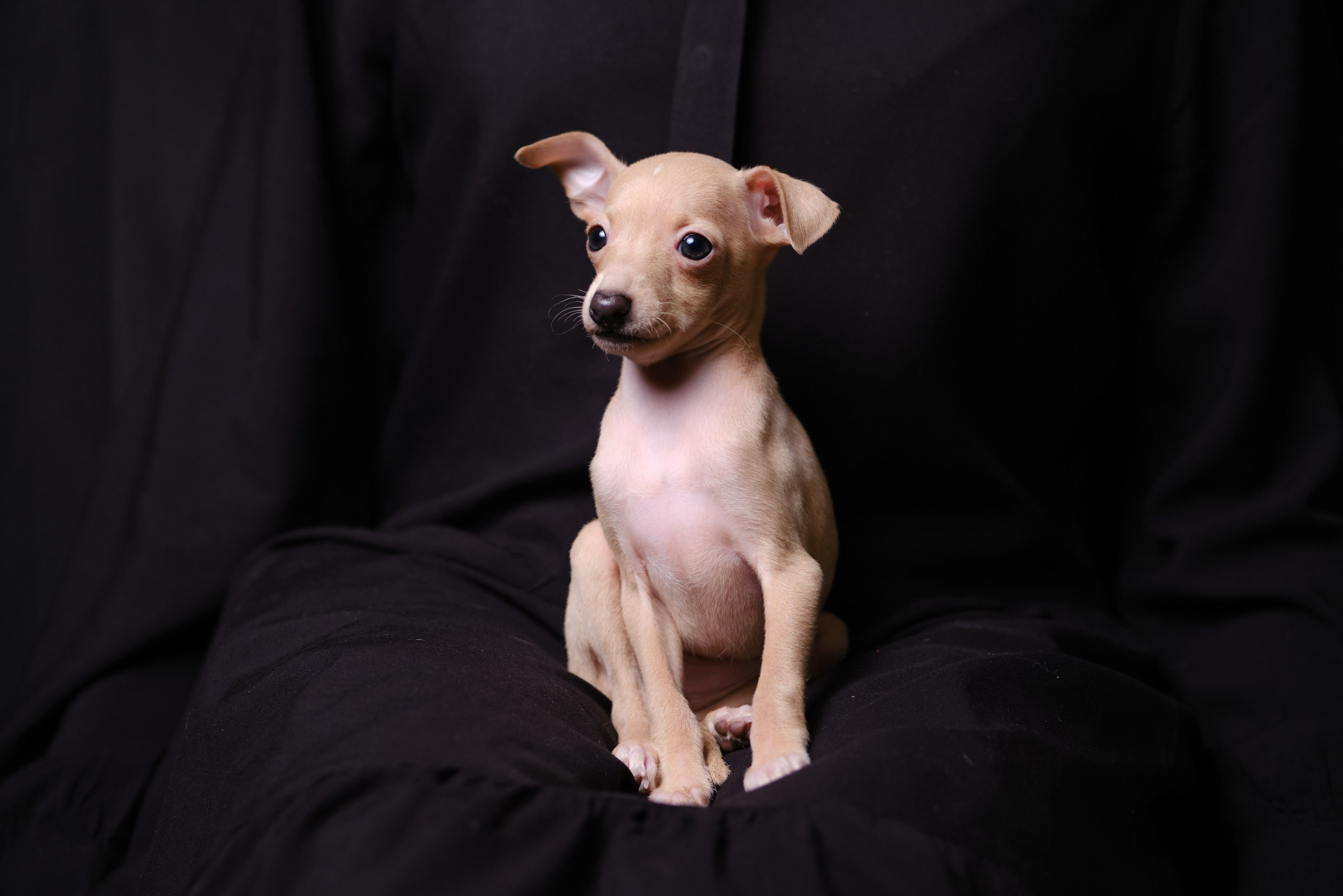 Кремовые детки. Профессиональный питомник левреток РКФ/FCI ASTI SAPPHIRE 💎 Сочи|Санкт-Петербург