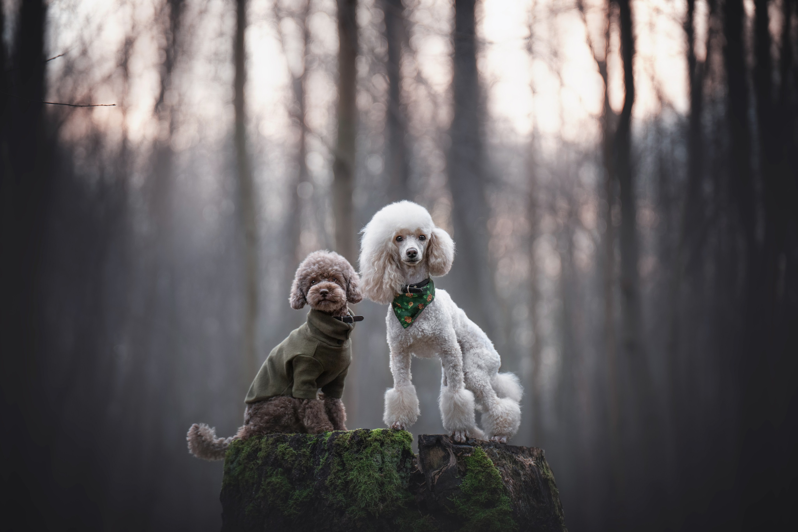 Миша и Лева. Фотограф анималист Осипчикова Мария