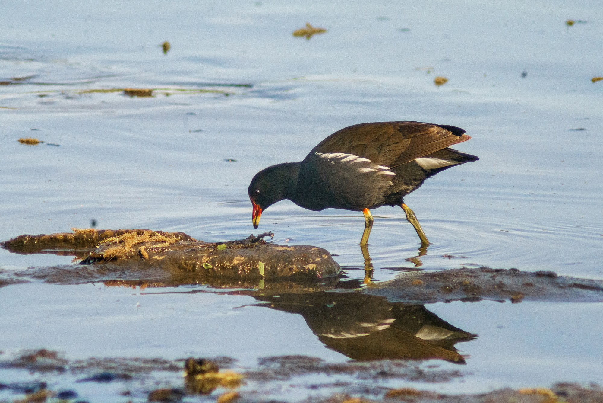 Удивительные мир птиц. Вокруг нас столько прекрасного — присмотритесь!. Ваш личный фотограф Марина Волкова
