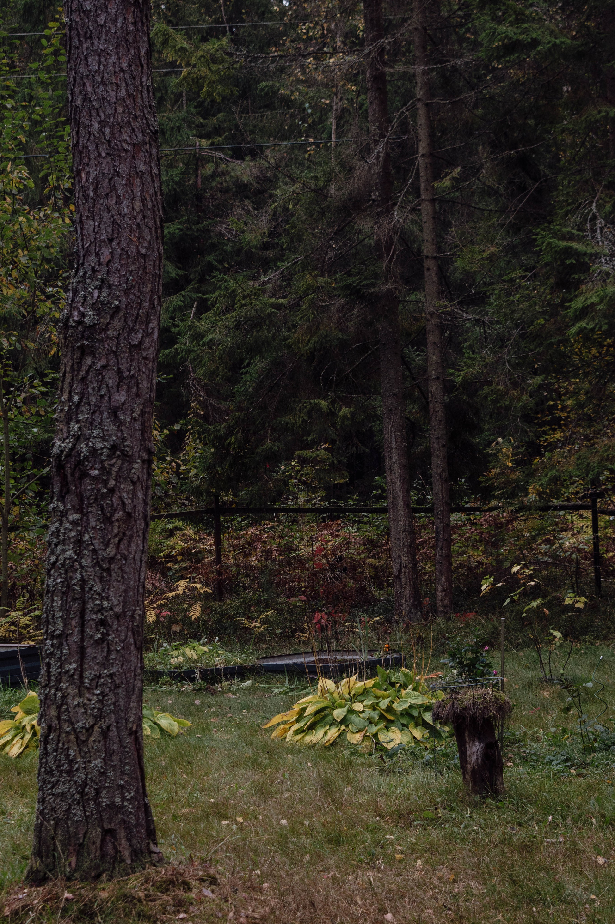 Weekend в лесу. Фотограф Анастасия Лощакова в Москве