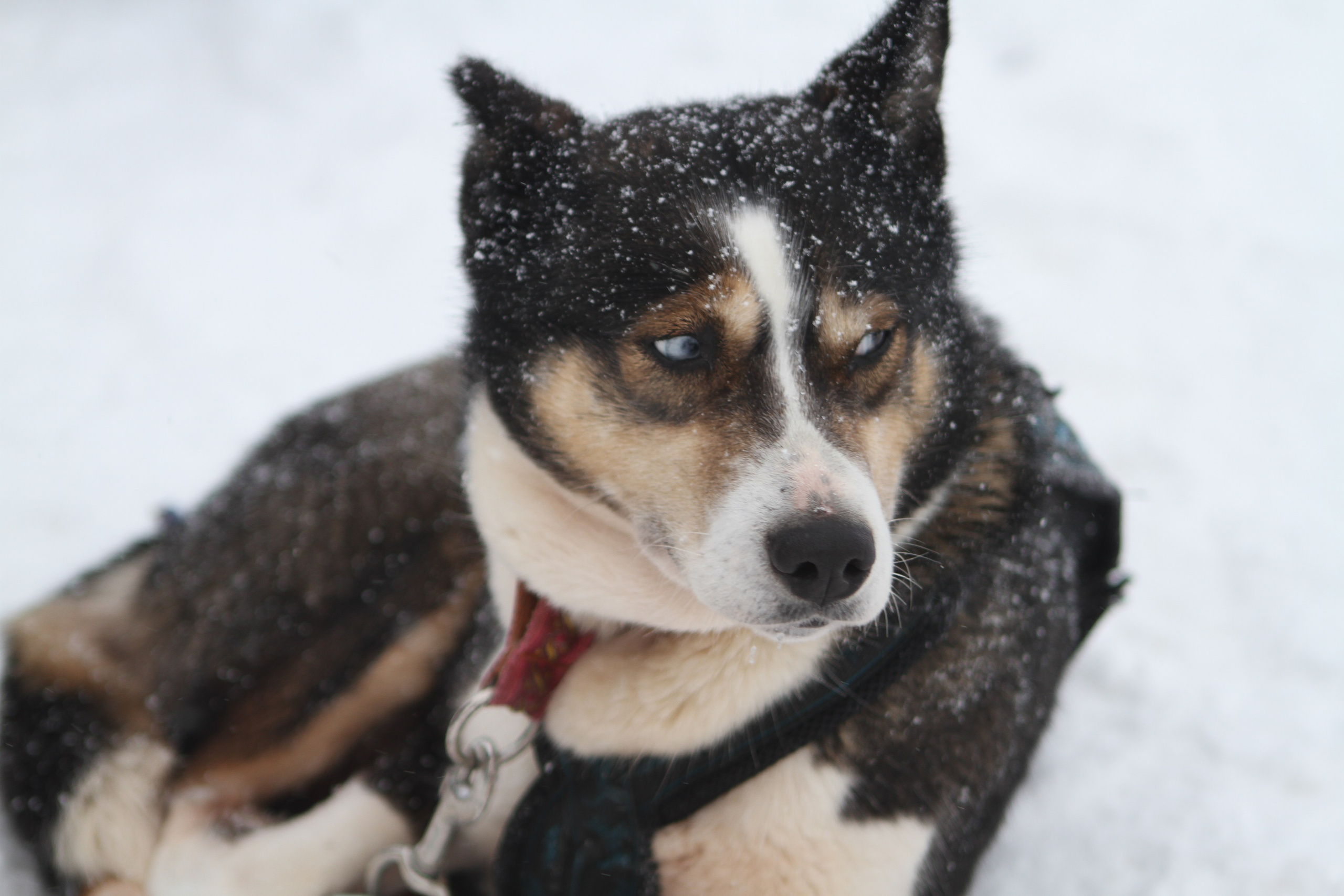 Мир животных. Репортажный и спортивный фотограф в г. Пермь Зильберг Павел