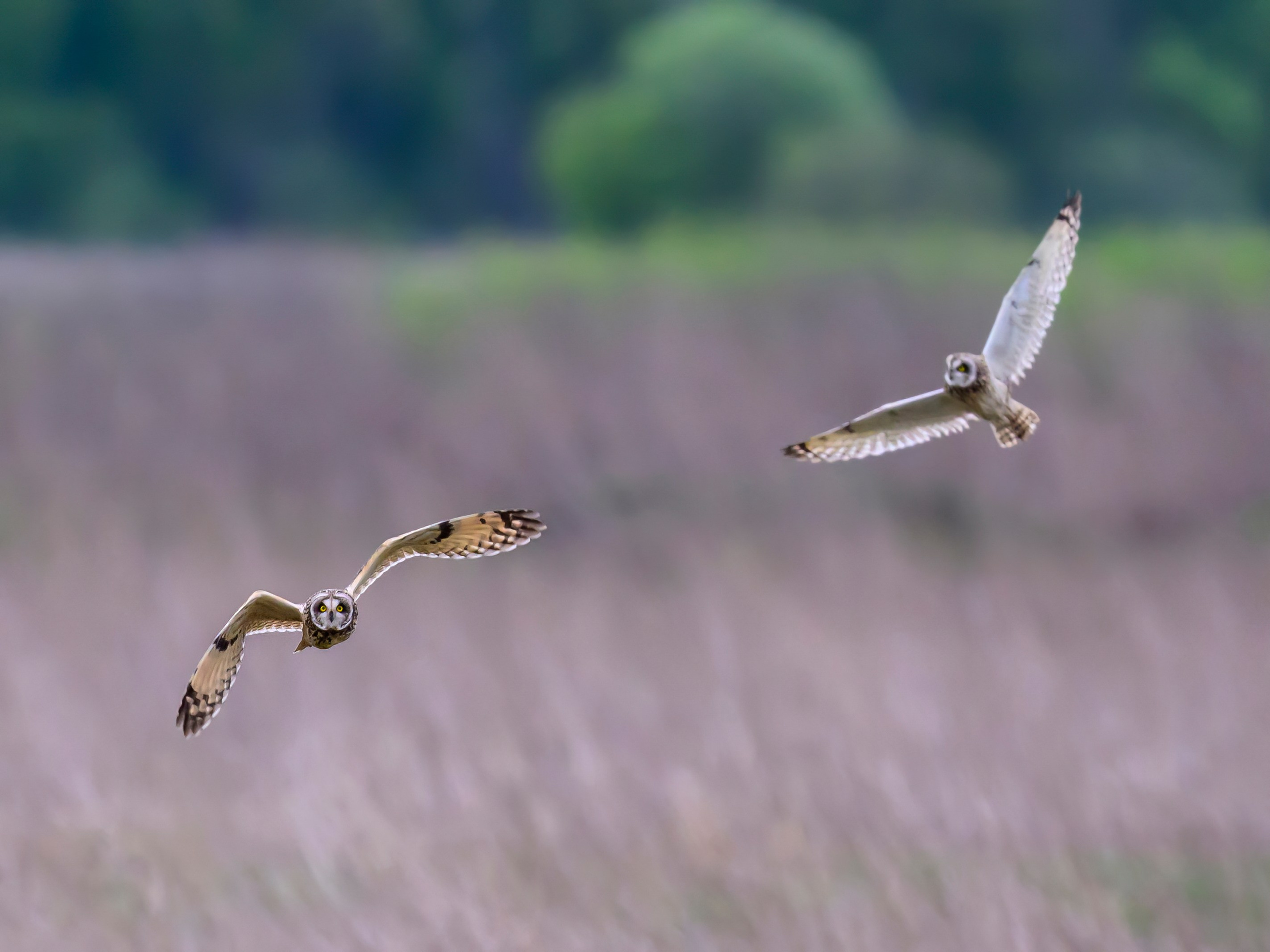 Охота болотных сов. Wildlife photography by Sergey Puponin