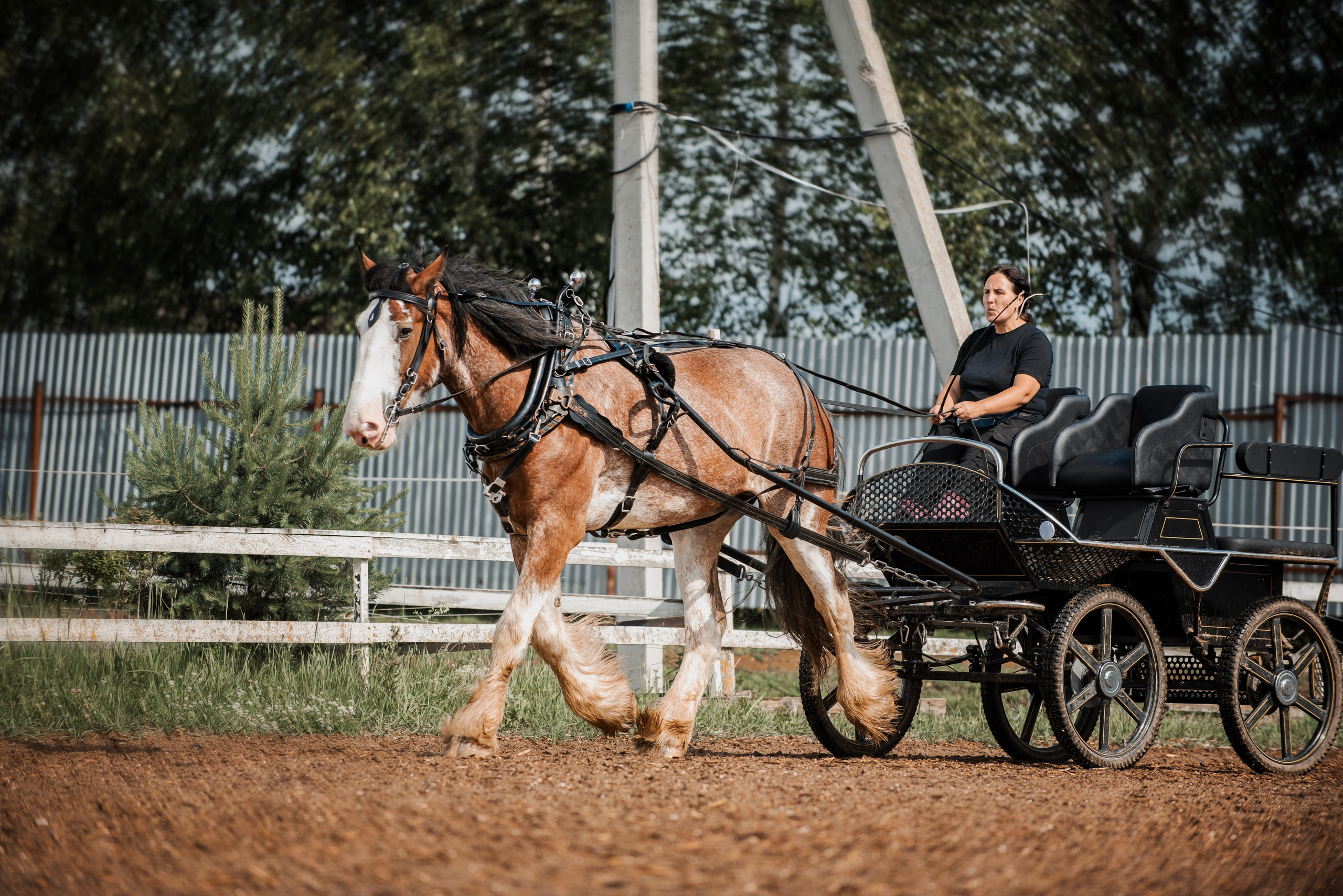 KOMARDINS. Конный фотограф Куракина Дарья • Фотосессии с лошадьми