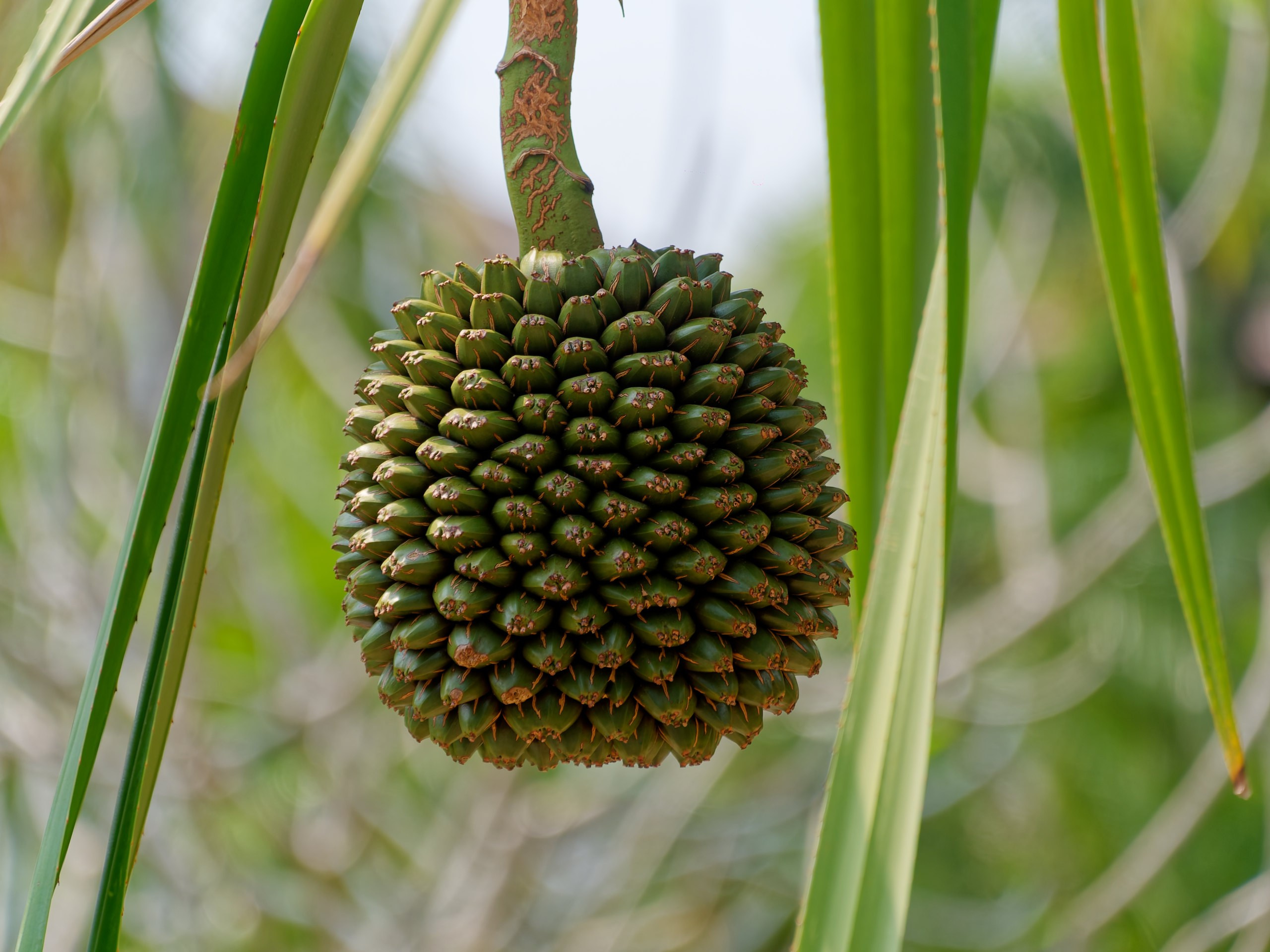 Хайнань 2026, флора, цветы и деревья. Фотопрогулки по Миру