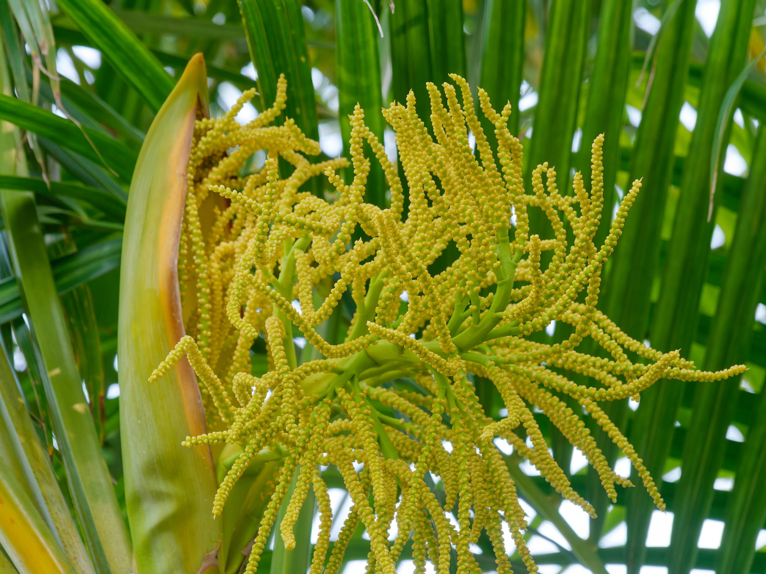 Хайнань 2026, флора, цветы и деревья. Фотопрогулки по Миру