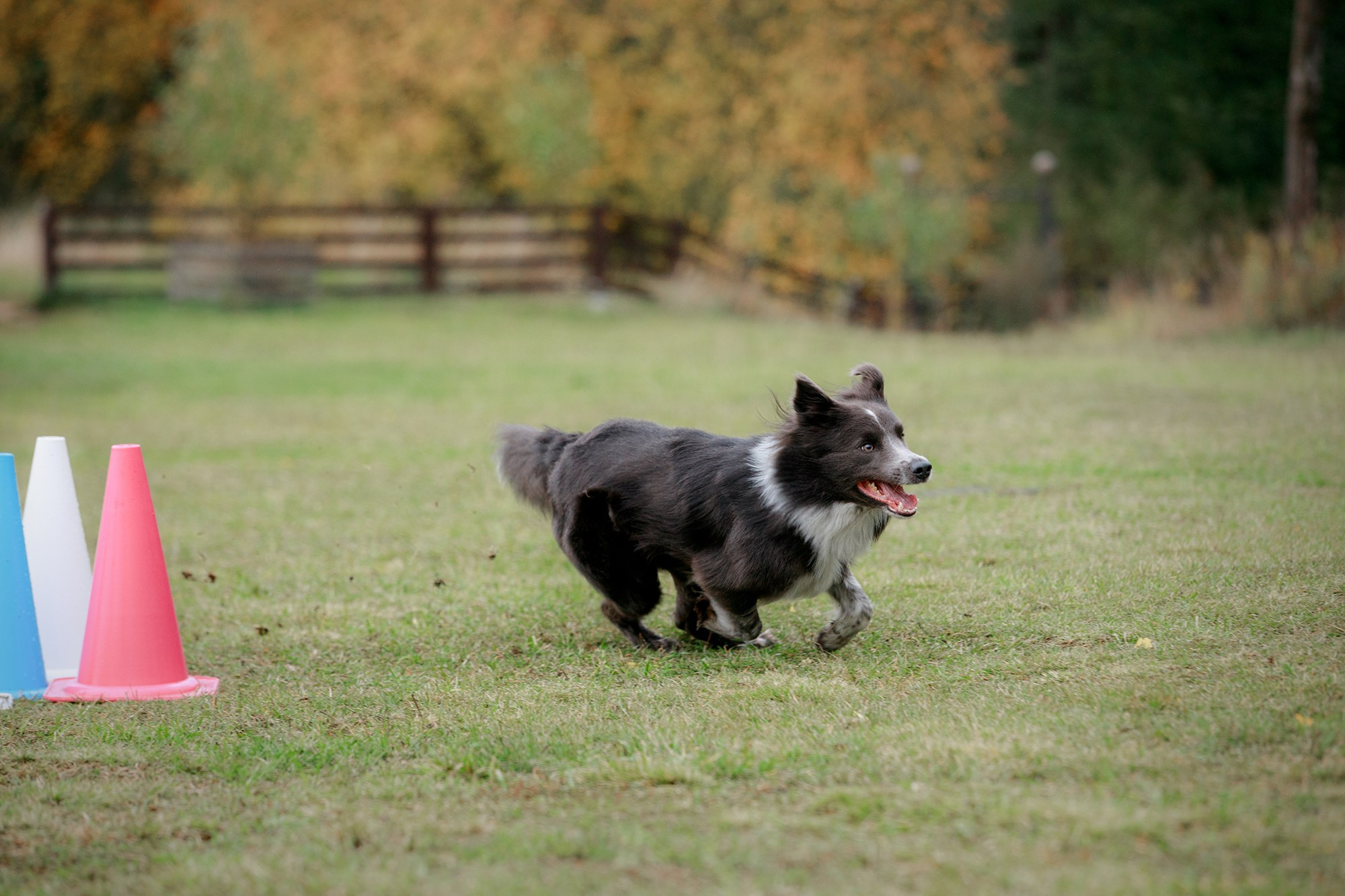Лагерь по ОБД с Инной Баженовой. Фотограф-анималист Mary Mart — Москва, Питер