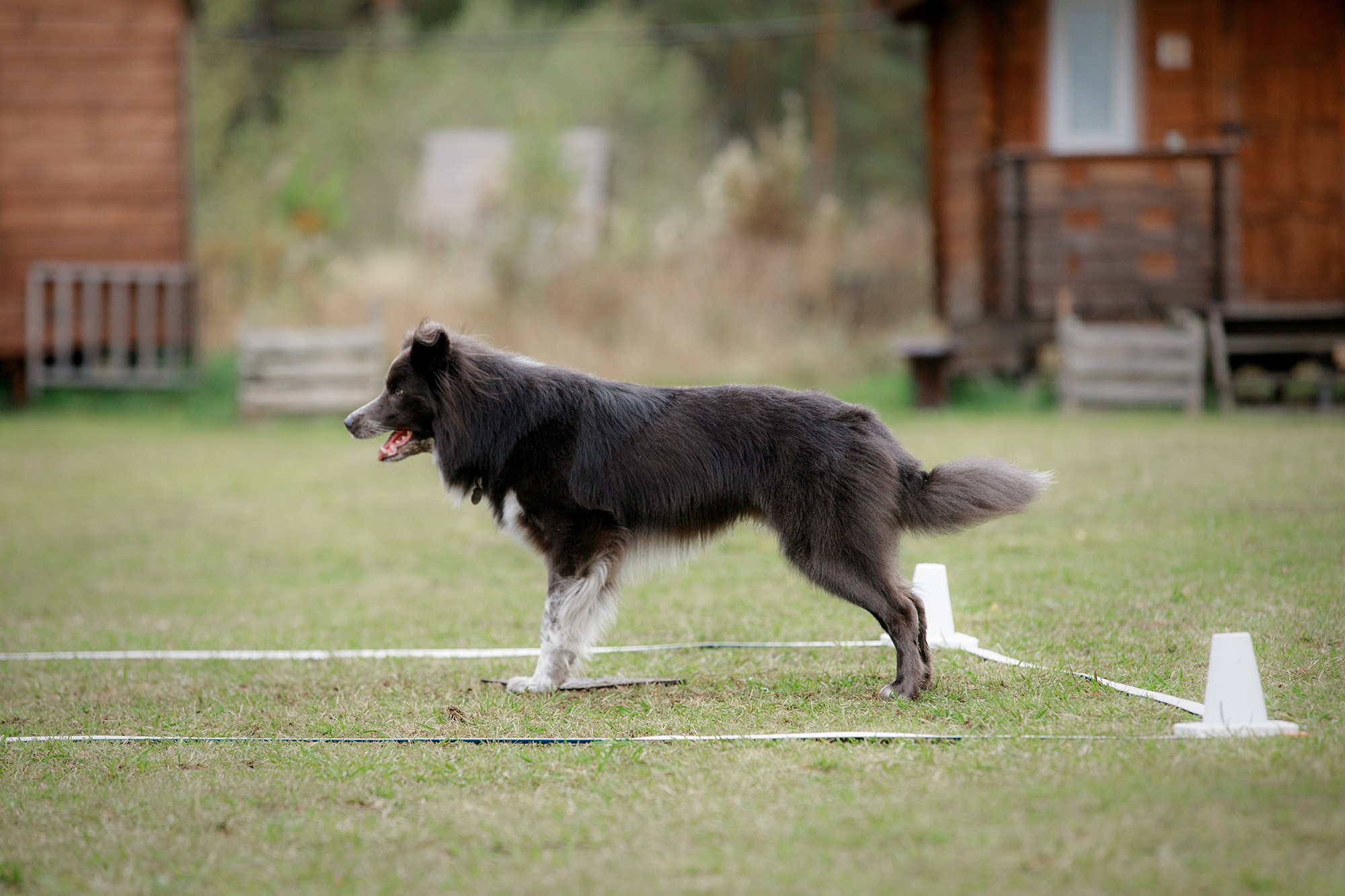 Лагерь по ОБД с Инной Баженовой. Фотограф-анималист Mary Mart — Москва, Питер
