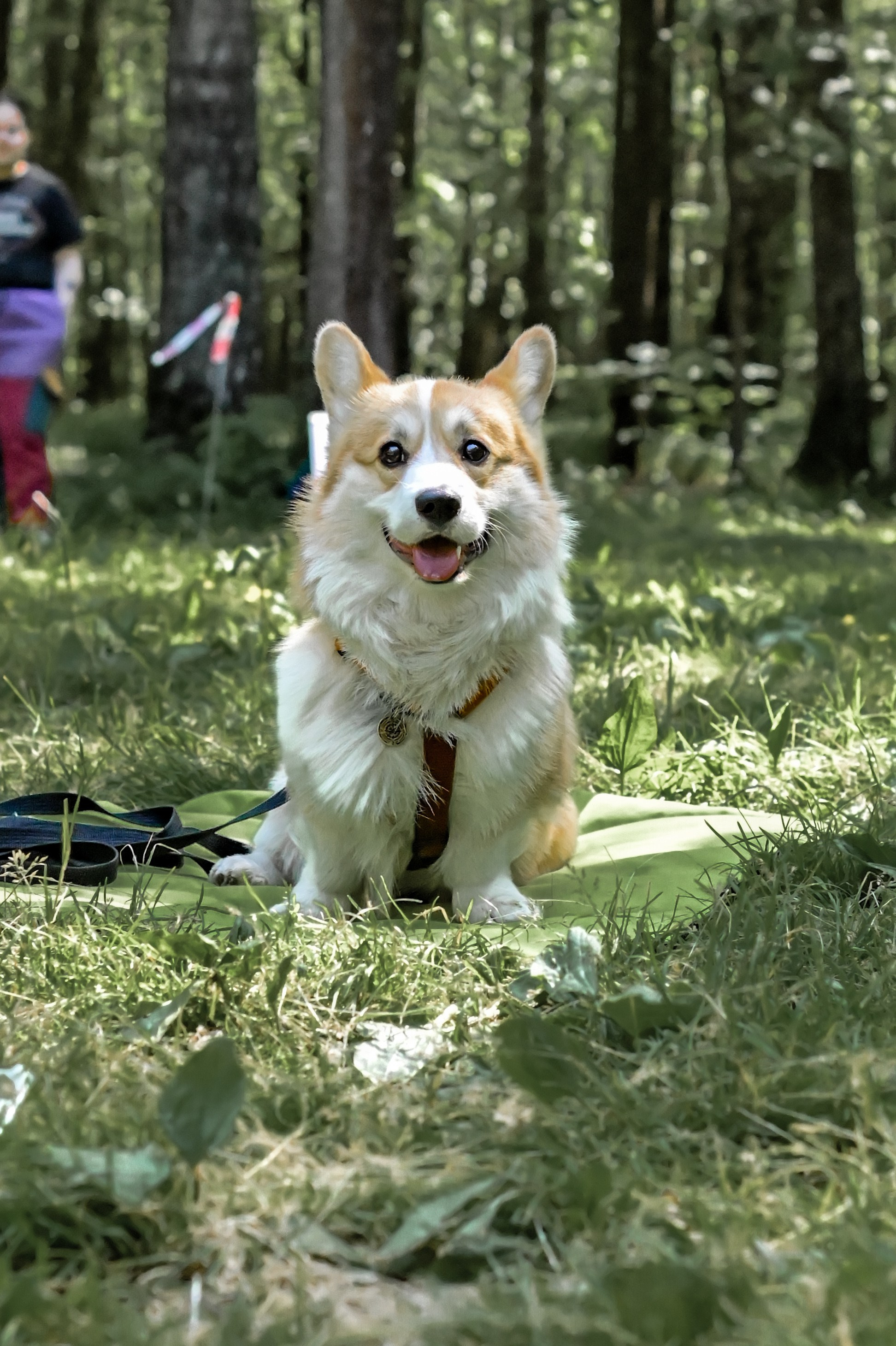 Кинологические соревнования. Семейный и репортажный фотограф в Москве Анастасия Трубкина