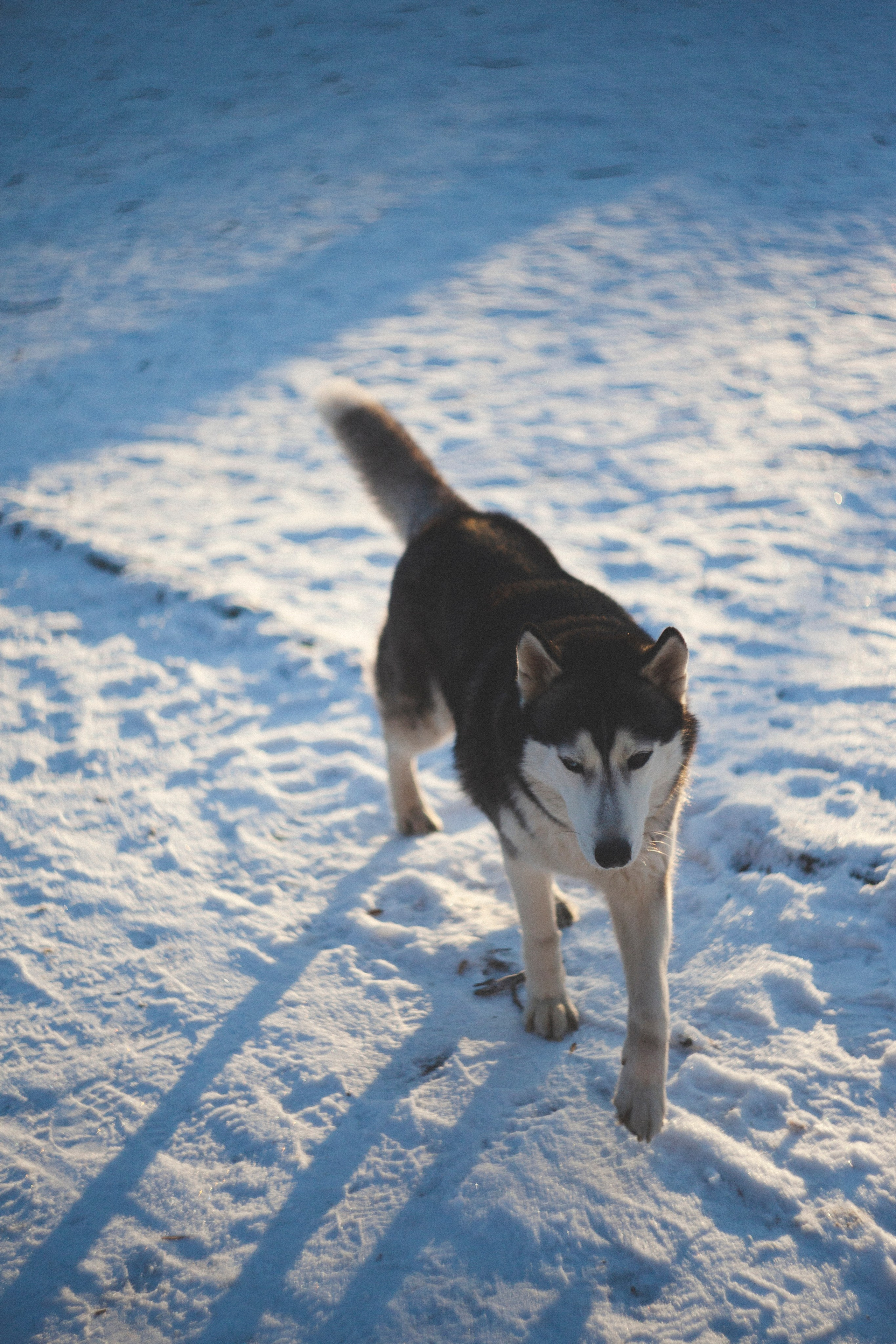 В Алексеевском саду. Фотограф Адигамова Юлия в Петербурге