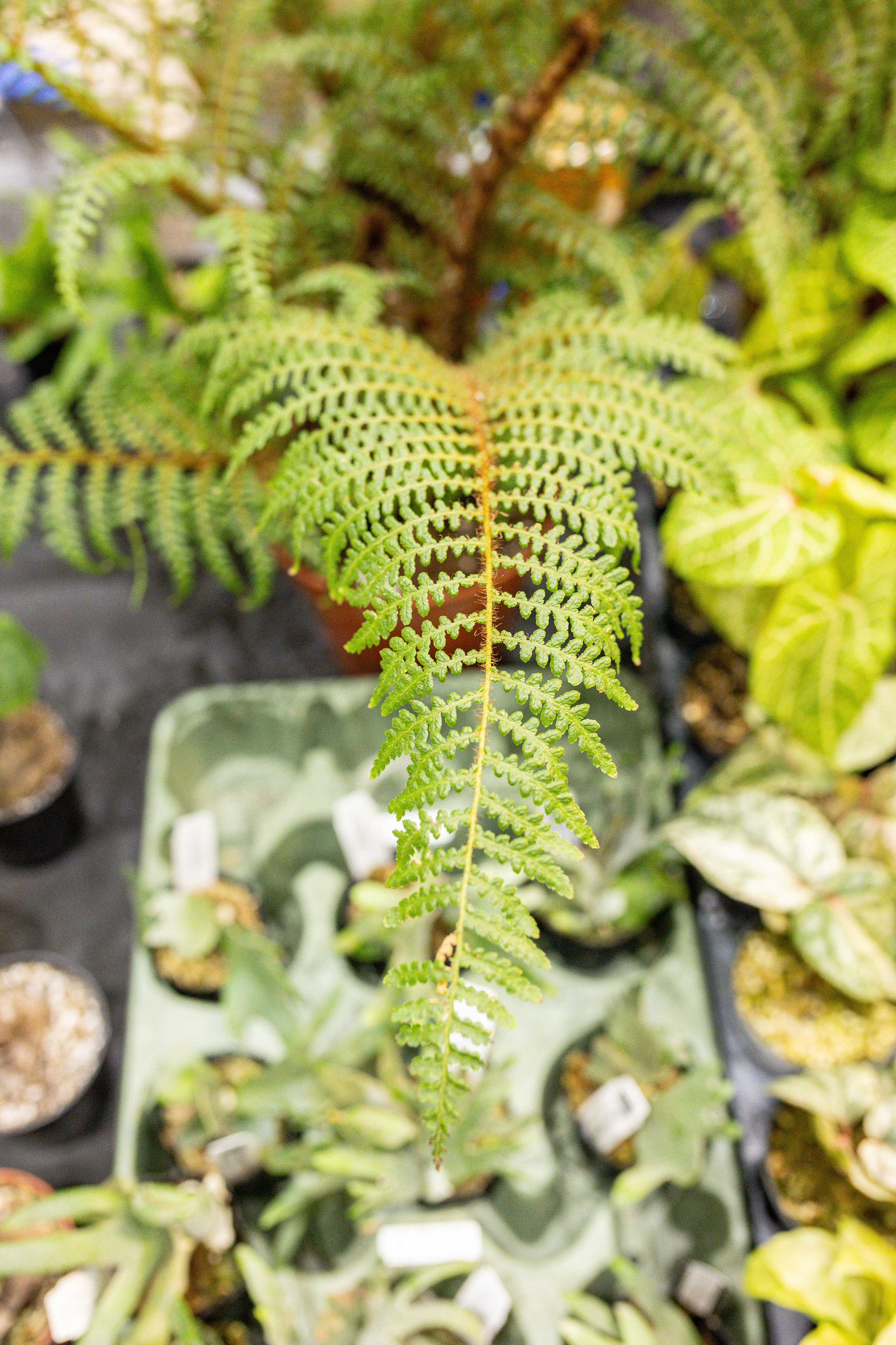 Монстериум 11–12 октября. Александра Куликова фотограф, Москва