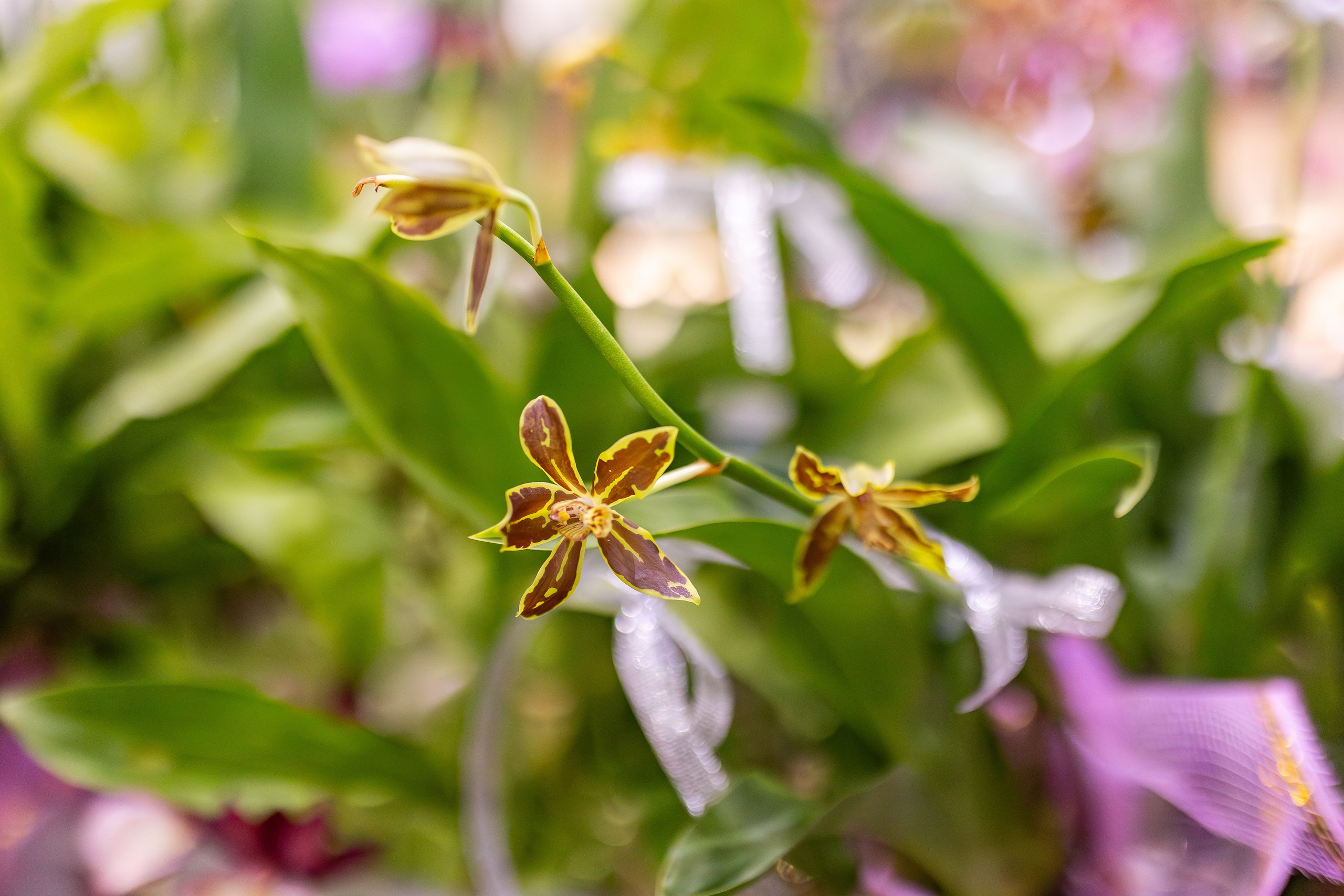 Орхидиум сентябрь 2025. Александра Куликова фотограф, Москва