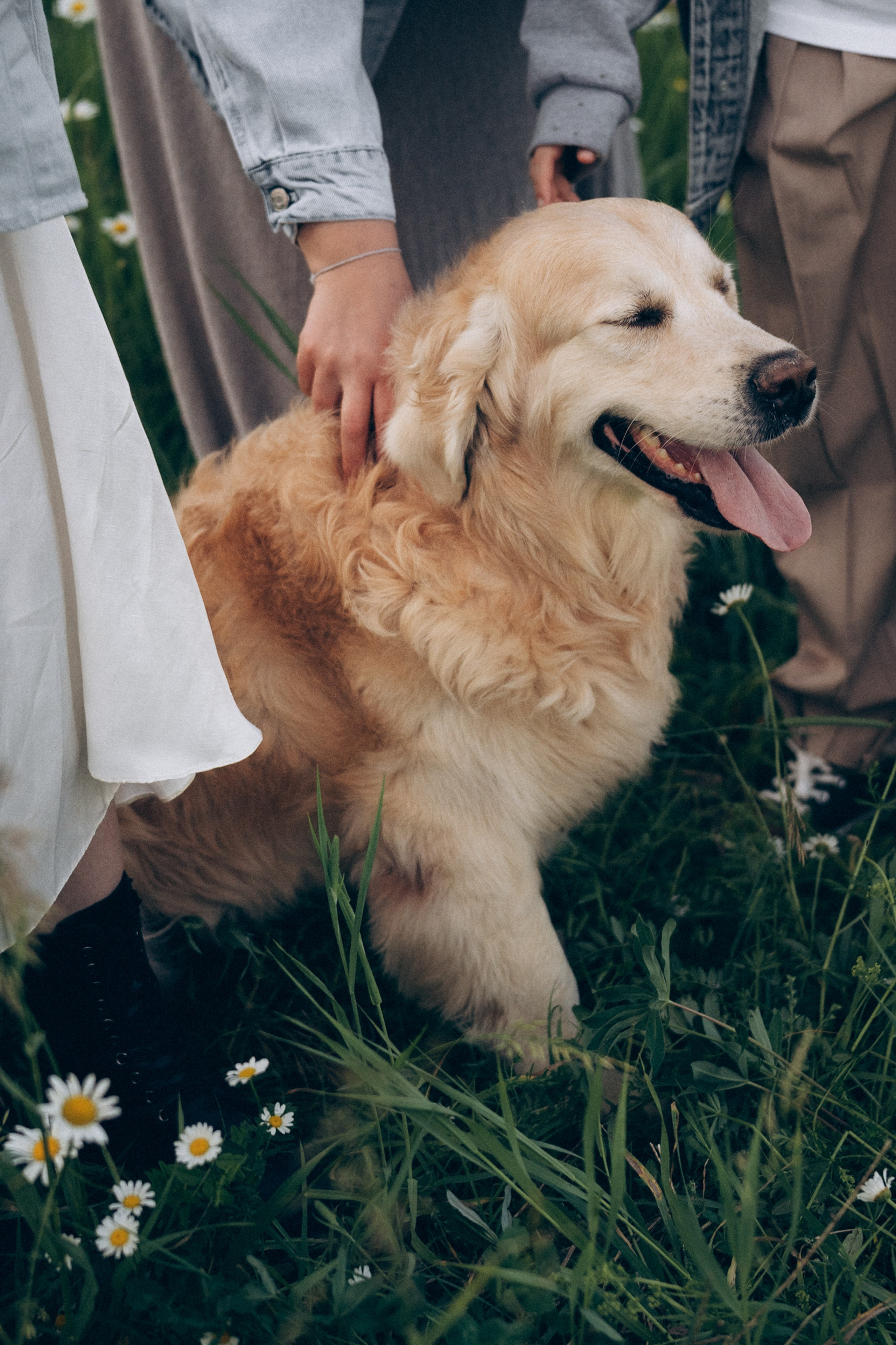 Кристина, Александр, Каролина, Владлен и Космос. Фотограф анималист в Москве и Санкт-Петербурге Свиридова Анна