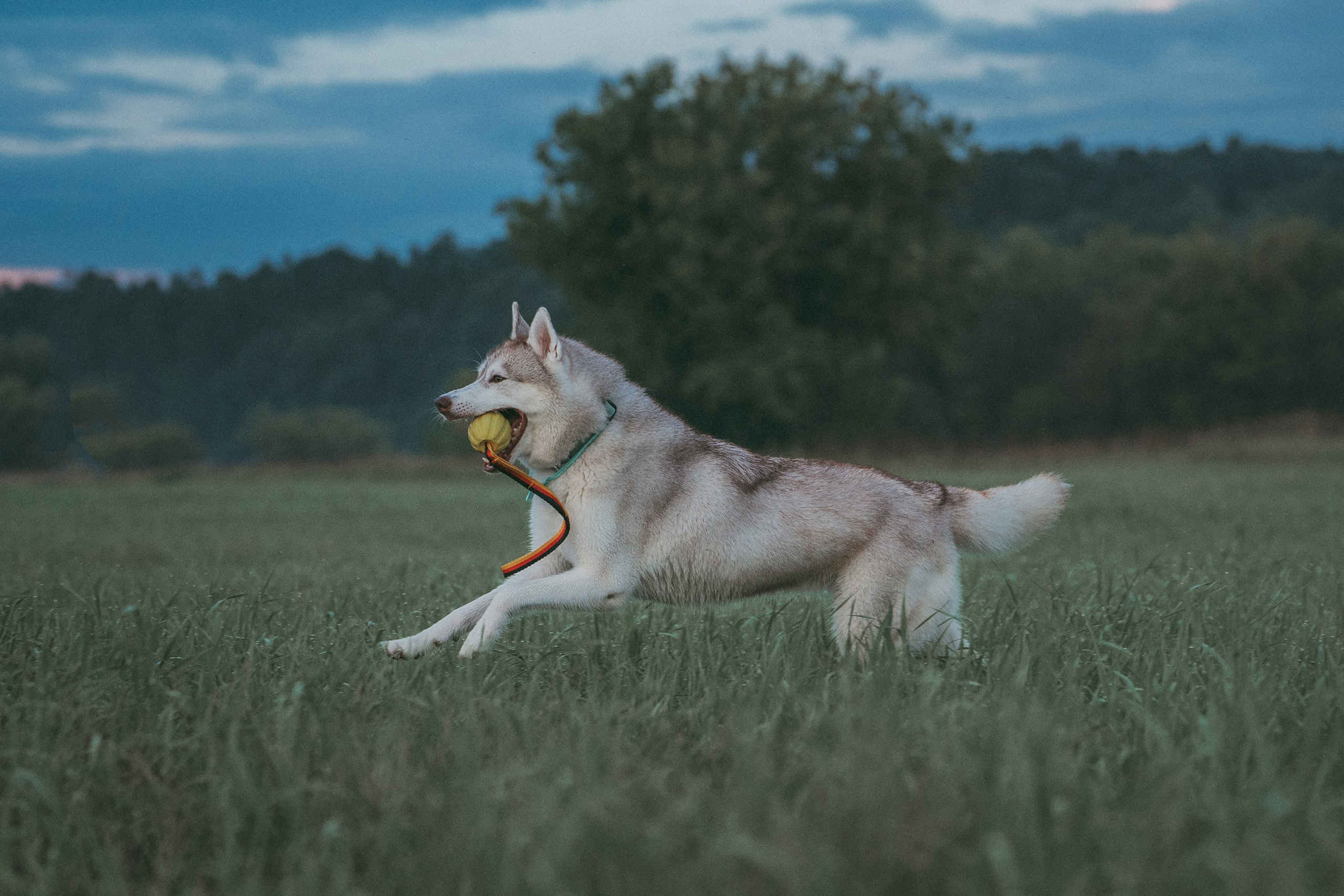 Мария и Джесси. Фотограф анималист в Москве и Санкт-Петербурге Свиридова Анна