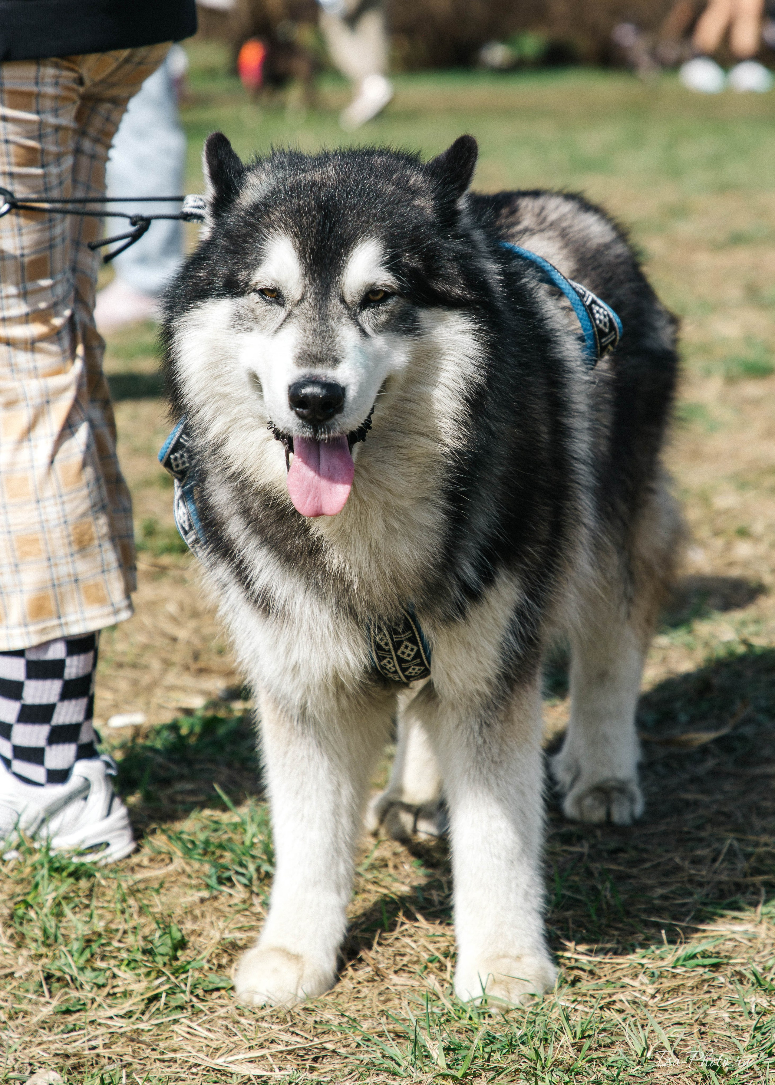 Кросс «Быстрый пёс» 2025. Репортажный фотограф в Москве