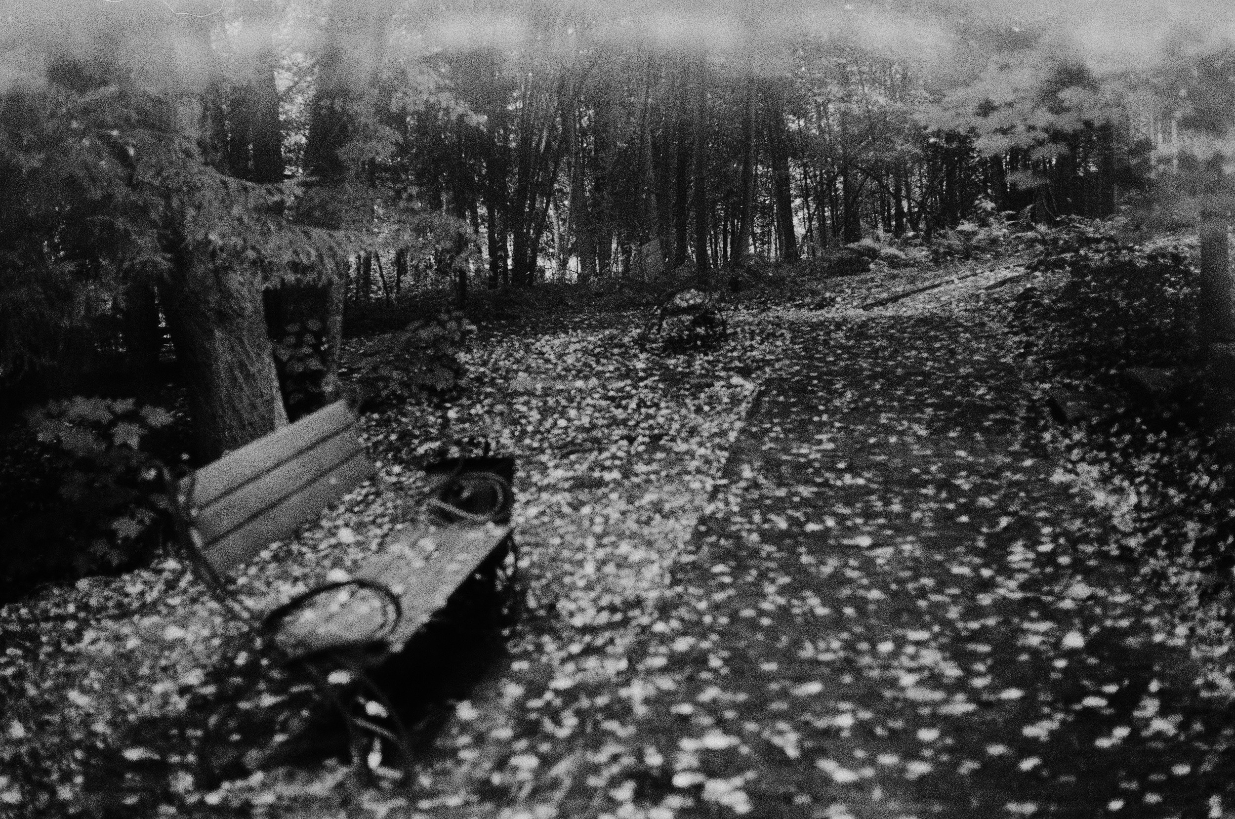Parks. Nature. Trees