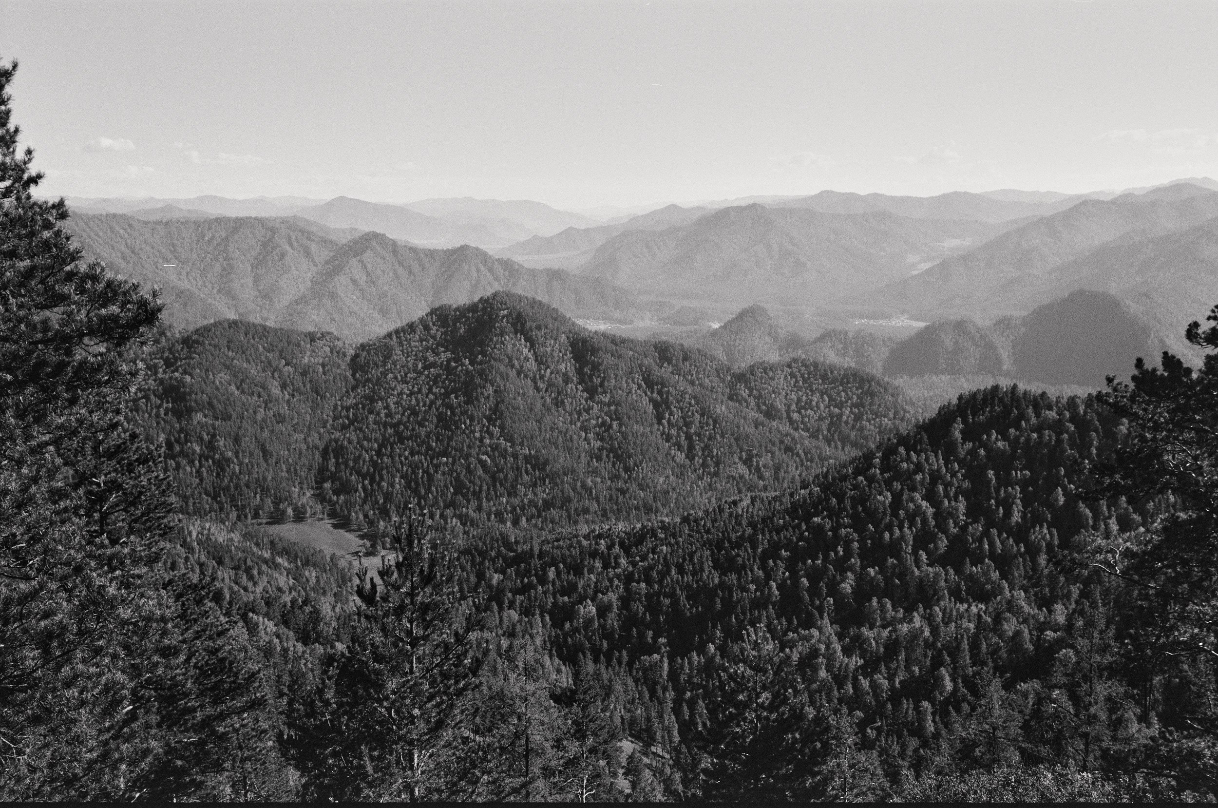 Altai. Grushevyy Tsvet