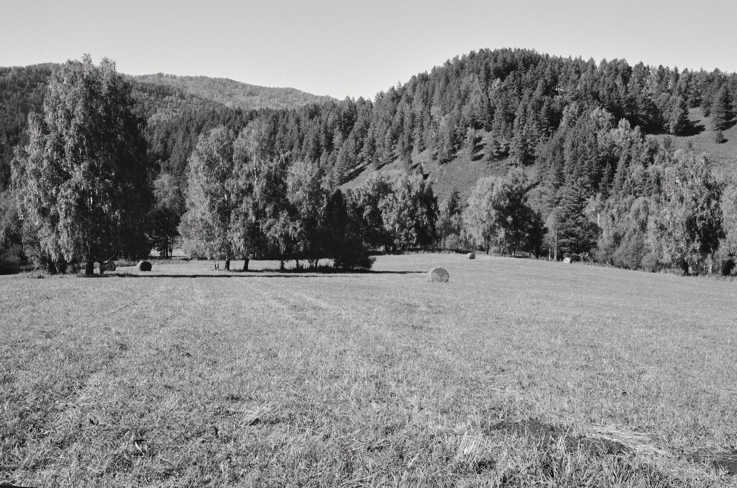 Altai. Grushevyy Tsvet