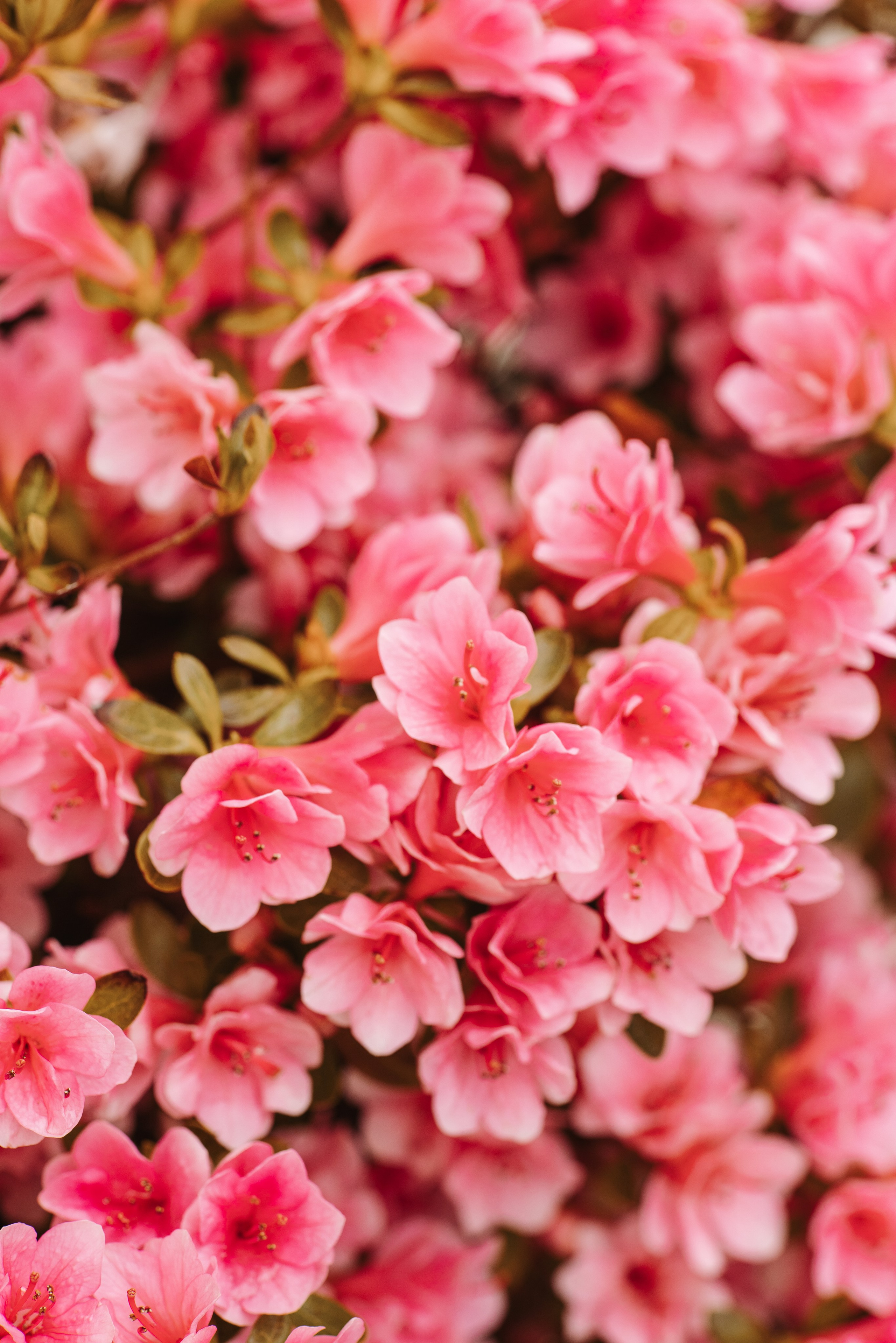 Macro. Фотограф на Юге России